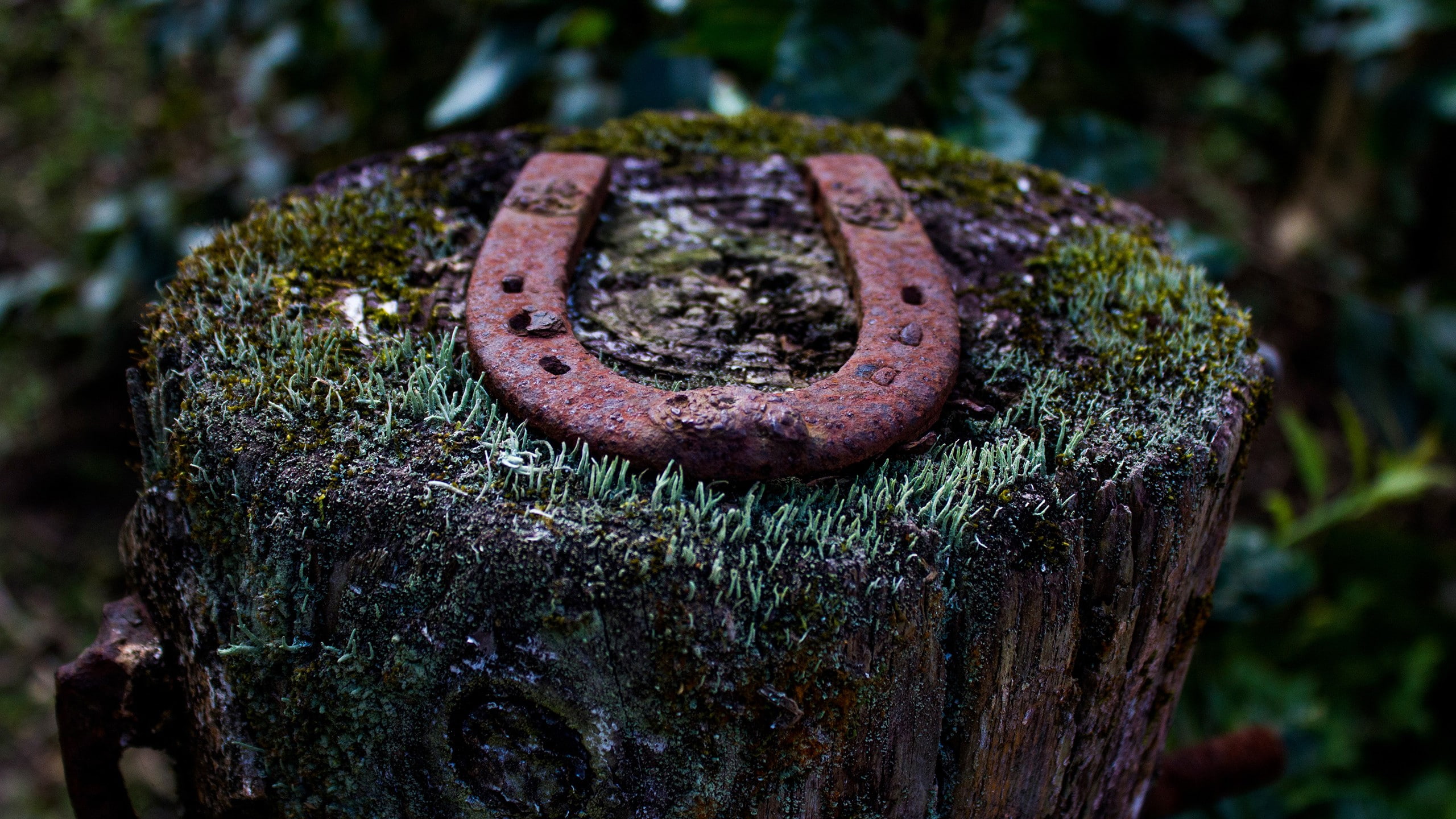 rust, day, 2K, forest, environment, lichen, tree stump, plant, wood, moss, decline, old, rainforest, macro, nature, metal, run-down, close-up, outdoors, HD Wallpaper