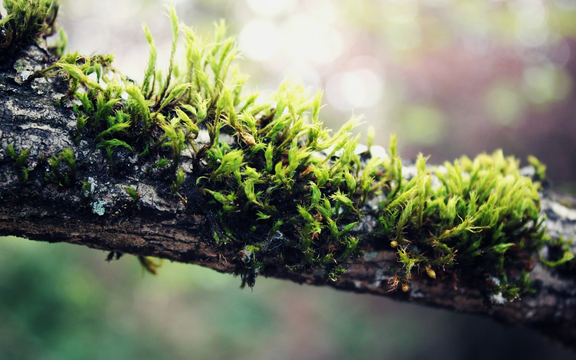tranquility, leaves, selective focus, lichen, twig, fir tree, closeup, 1080P, growth, backgrounds, close-up, tree, plant, plants, day, springtime, pine tree, HD Wallpaper
