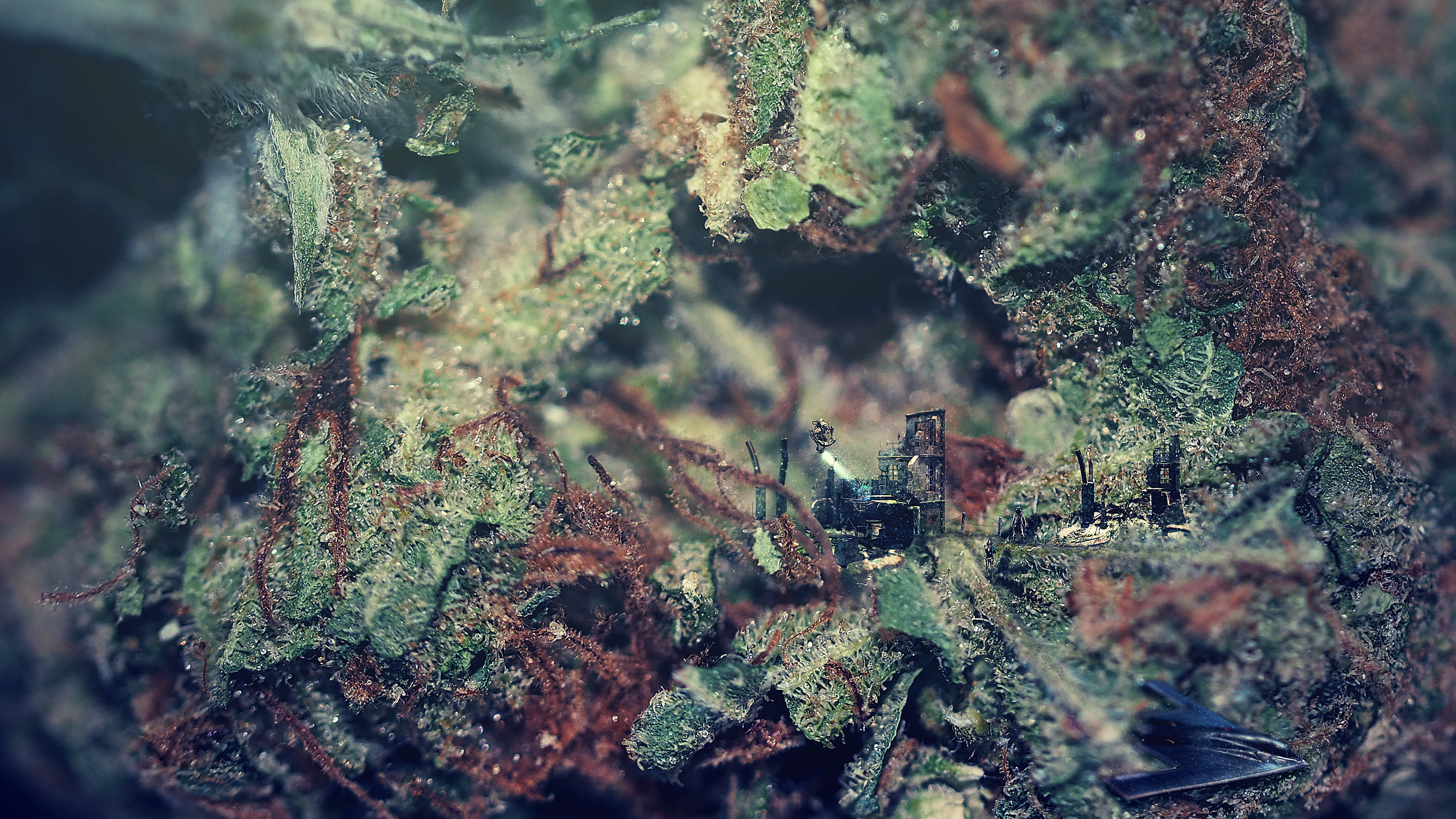 coniferous tree, plant, untitled, nature, animal themes, 2K, spaceship, land, outdoors, macro, insect, animal, space, selective focus, tree, skunk, abandoned, HD Wallpaper