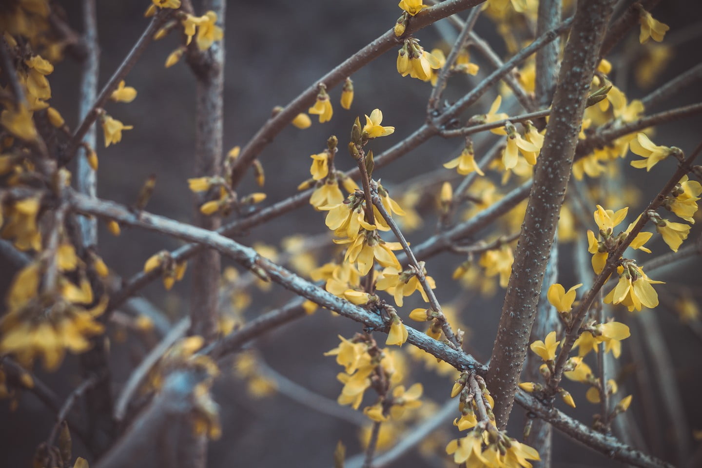 plant stem, vignette, Latvia, twig, plants, flowers, spring, tree, nature, tranquility, yellow, no people, beauty in nature, leaf, 720P, dry, lichen, Forsythia, HD Wallpaper