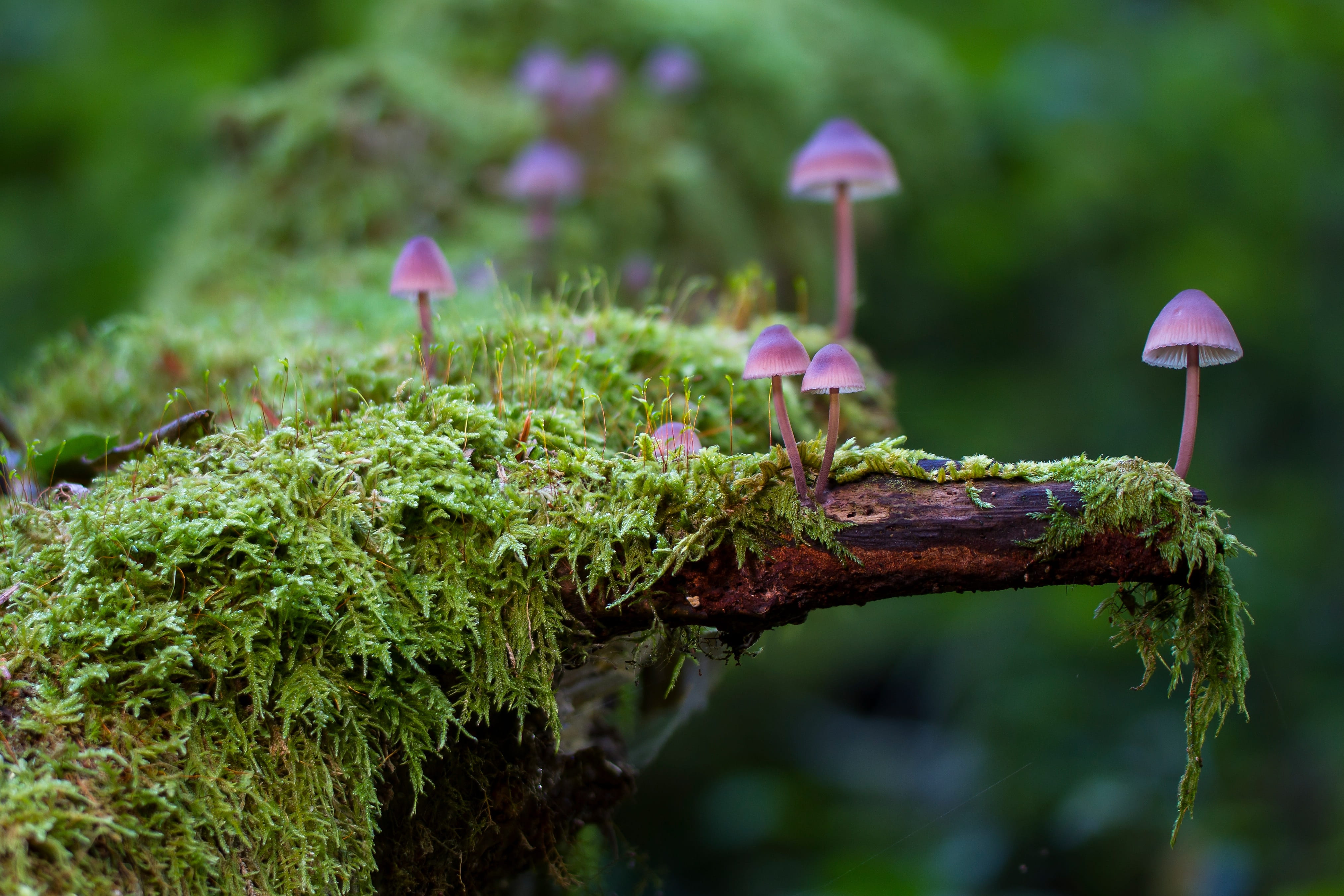 focus on foreground, 4K, purple, moss, green, selective focus, mushroom group, tree trunk, tree, vulnerability, screen mushrooms, plant, sponge, growth, HD Wallpaper