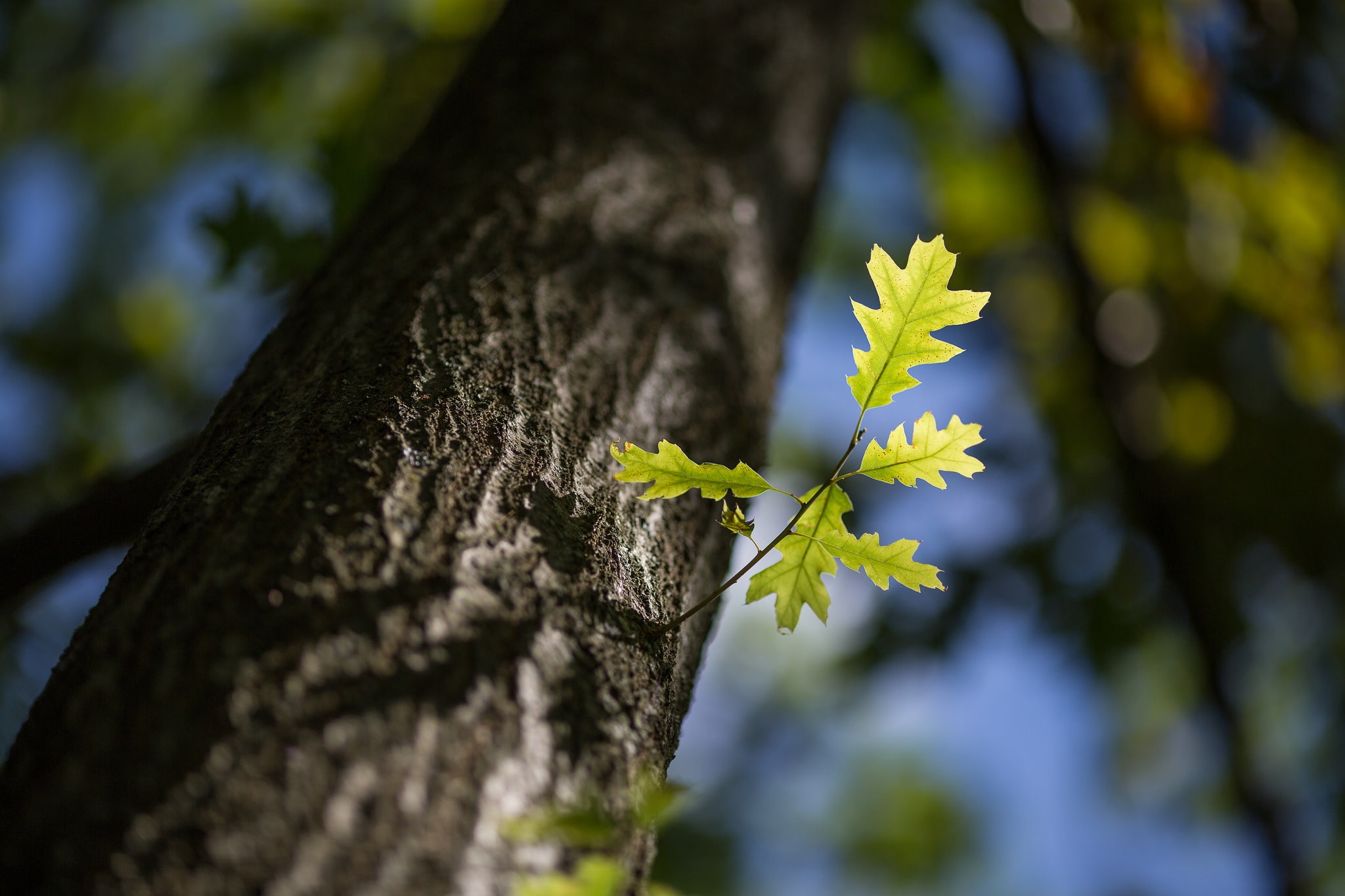 lichen, no people, 1080P, day, tree trunk, trees, trunk, branch, close-up, leaf, tree, beauty in nature, plants, selective focus, flower, spring, bark, HD Wallpaper