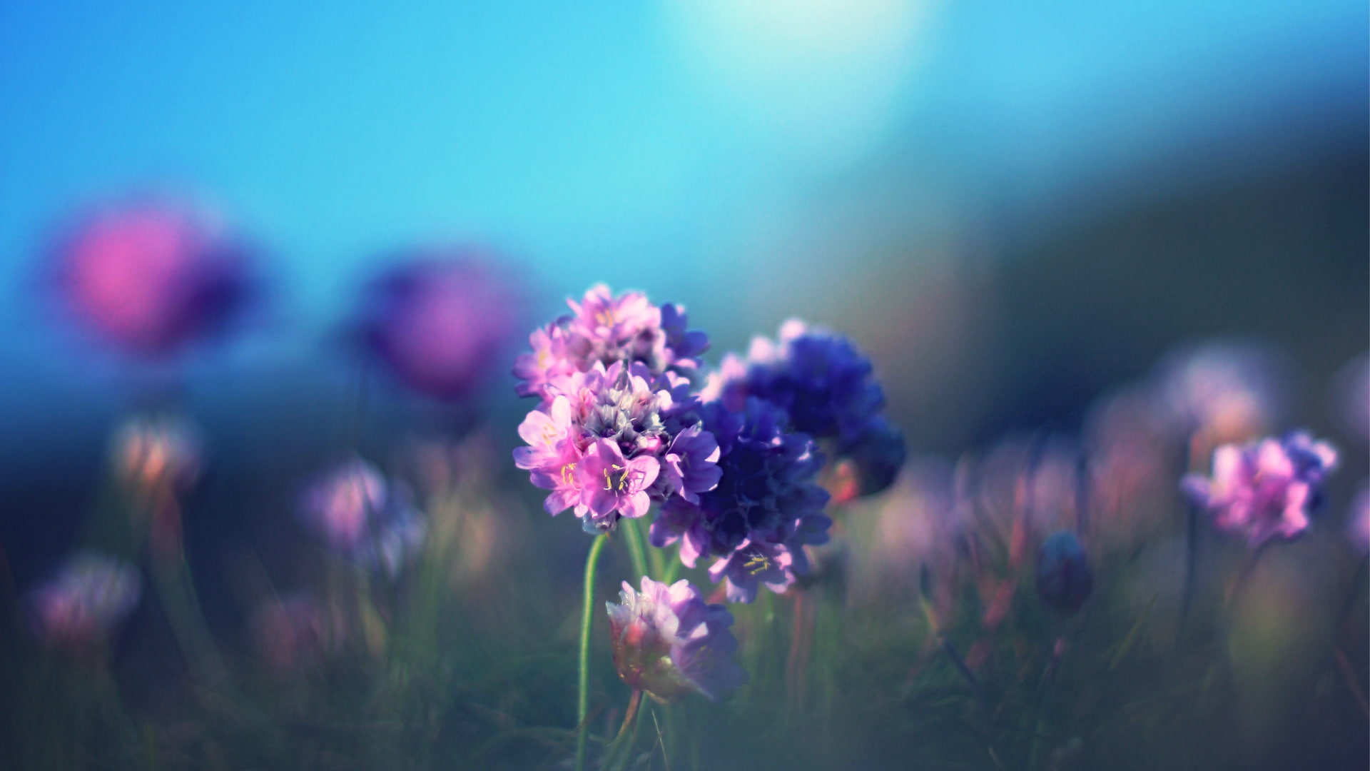 macro, 1080P, blur, flower, hd, nature, HD Wallpaper