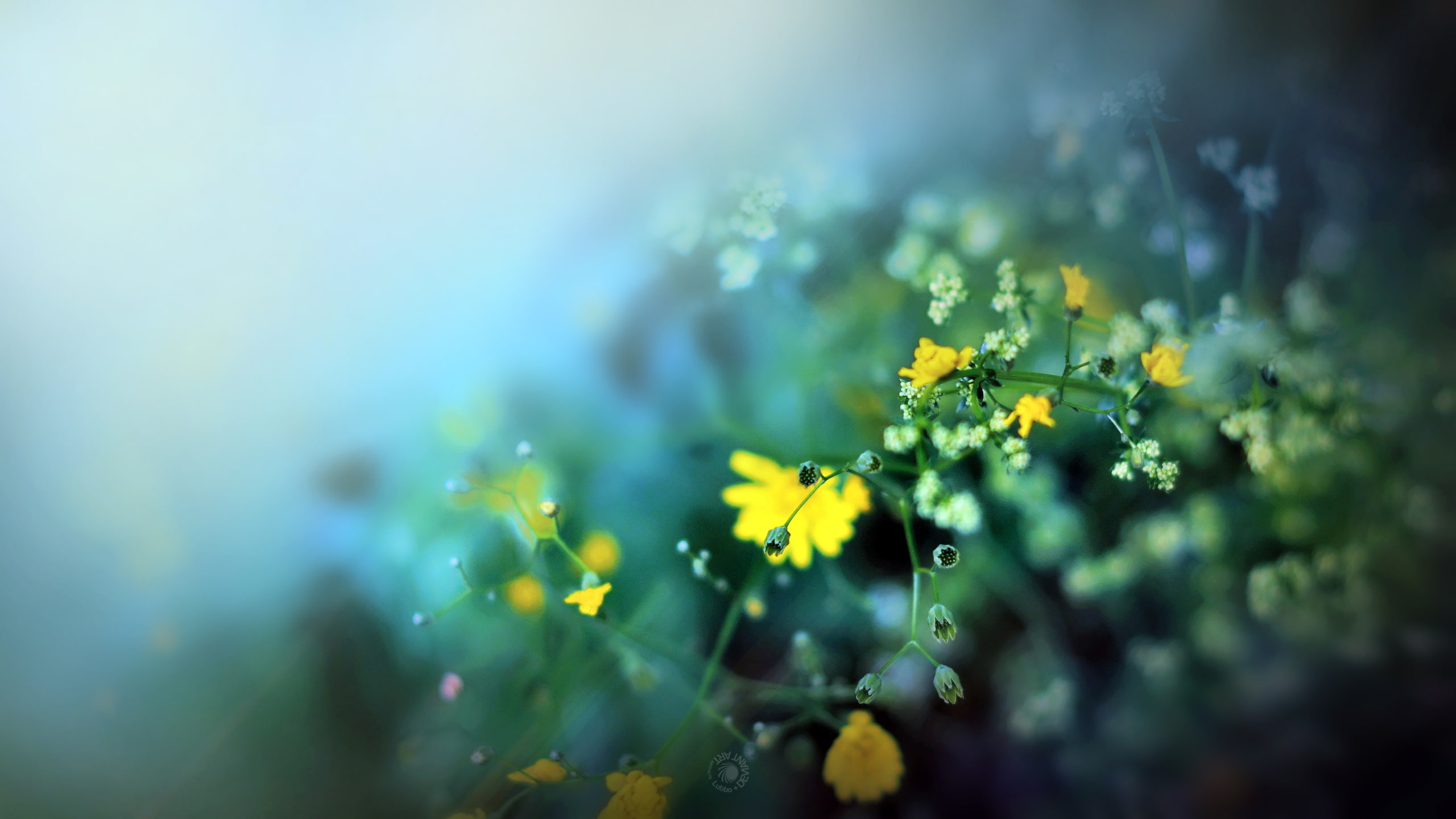 blur, macro, hd, flowers, nature, 2K, HD Wallpaper