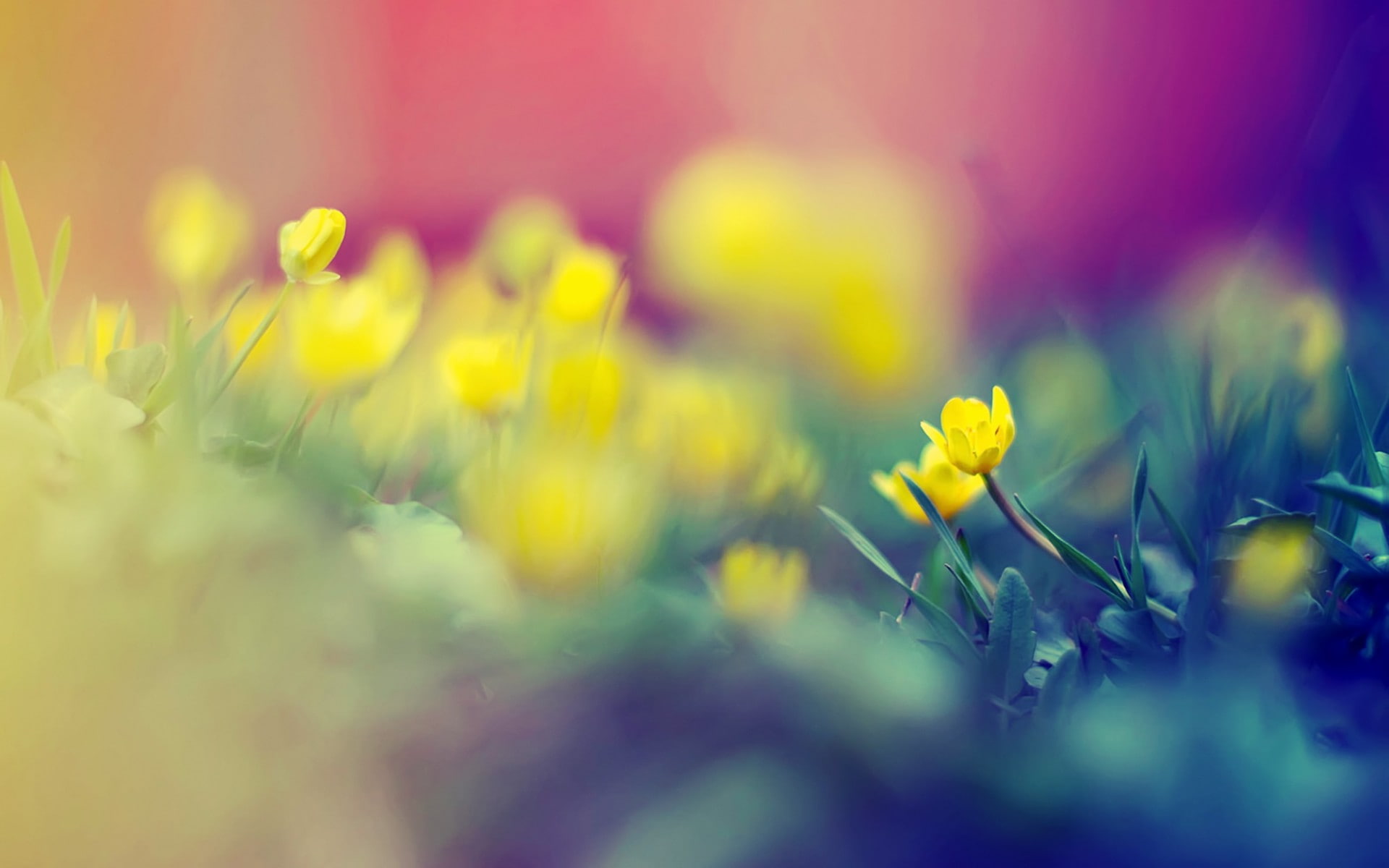 macro, hd, 1080P, nature, flowers, blur, HD Wallpaper