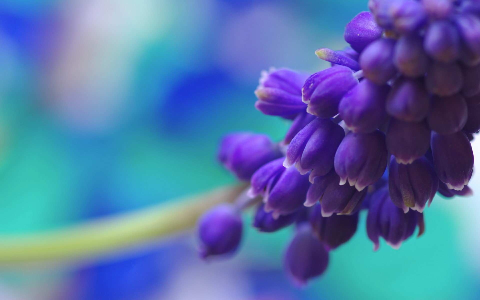 1080P, blur, flowers, macro, hd, nature, HD Wallpaper