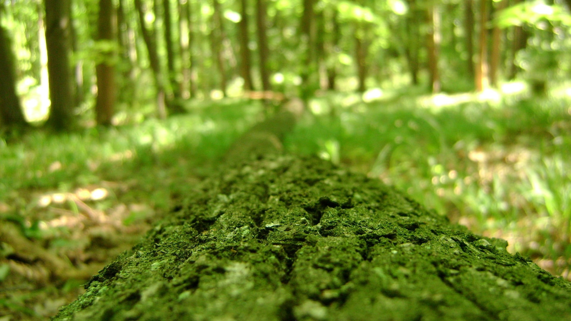 macro, blur, nature, 1080P, moss, hd, green, HD Wallpaper