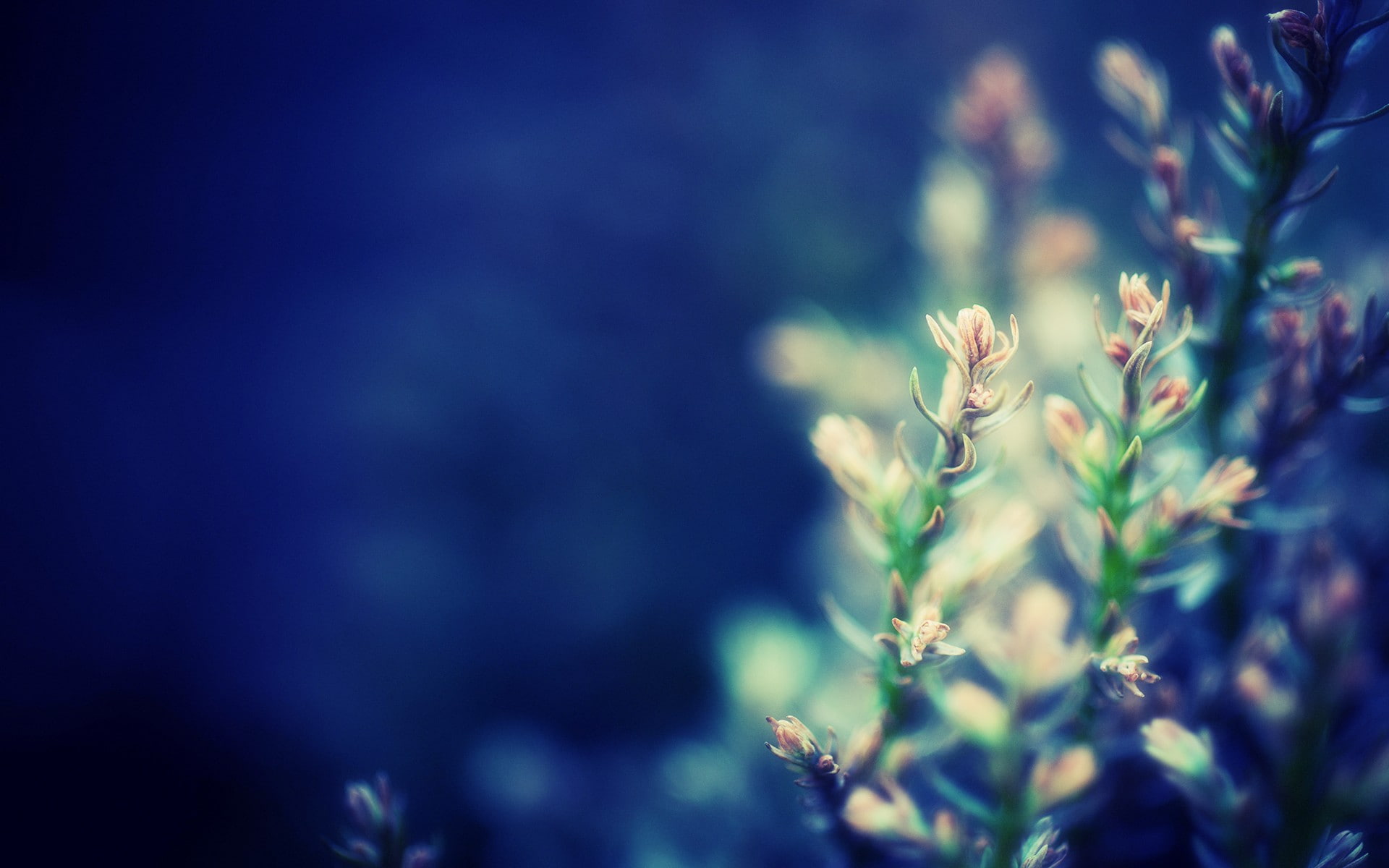 macro, hd, blur, plant, nature, 1080P, HD Wallpaper