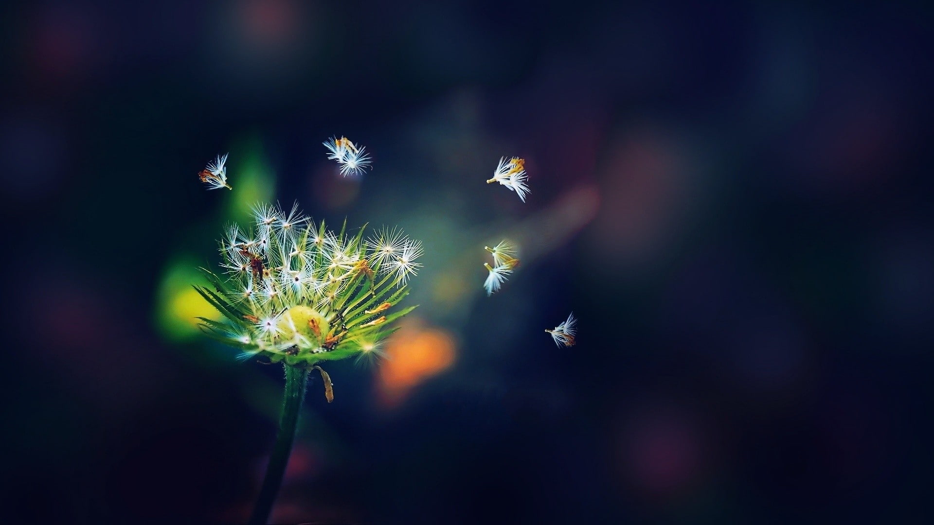 1080P, blur, nature, dandelion, hd, macro, HD Wallpaper