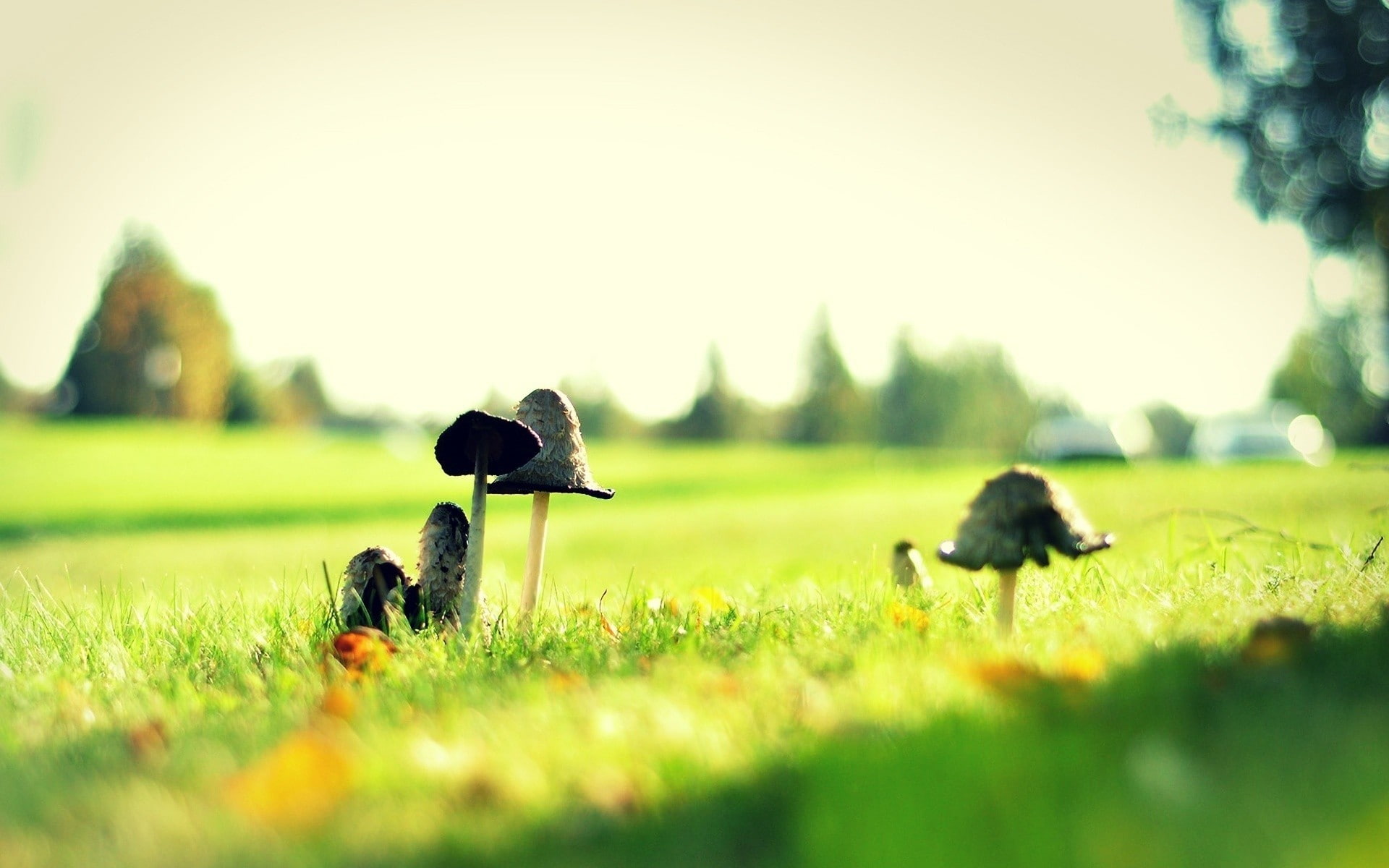 1080P, mushrooms, macro, blur, hd, grass, nature, HD Wallpaper