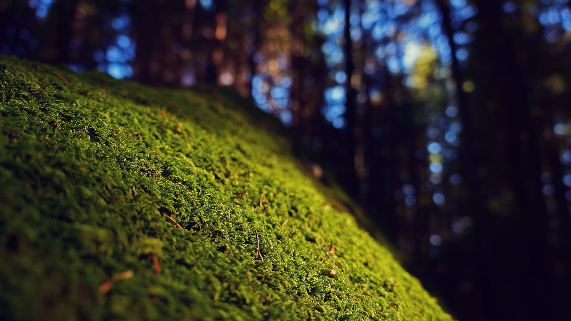 green, macro, hd, 1080P, moss, nature, HD Wallpaper