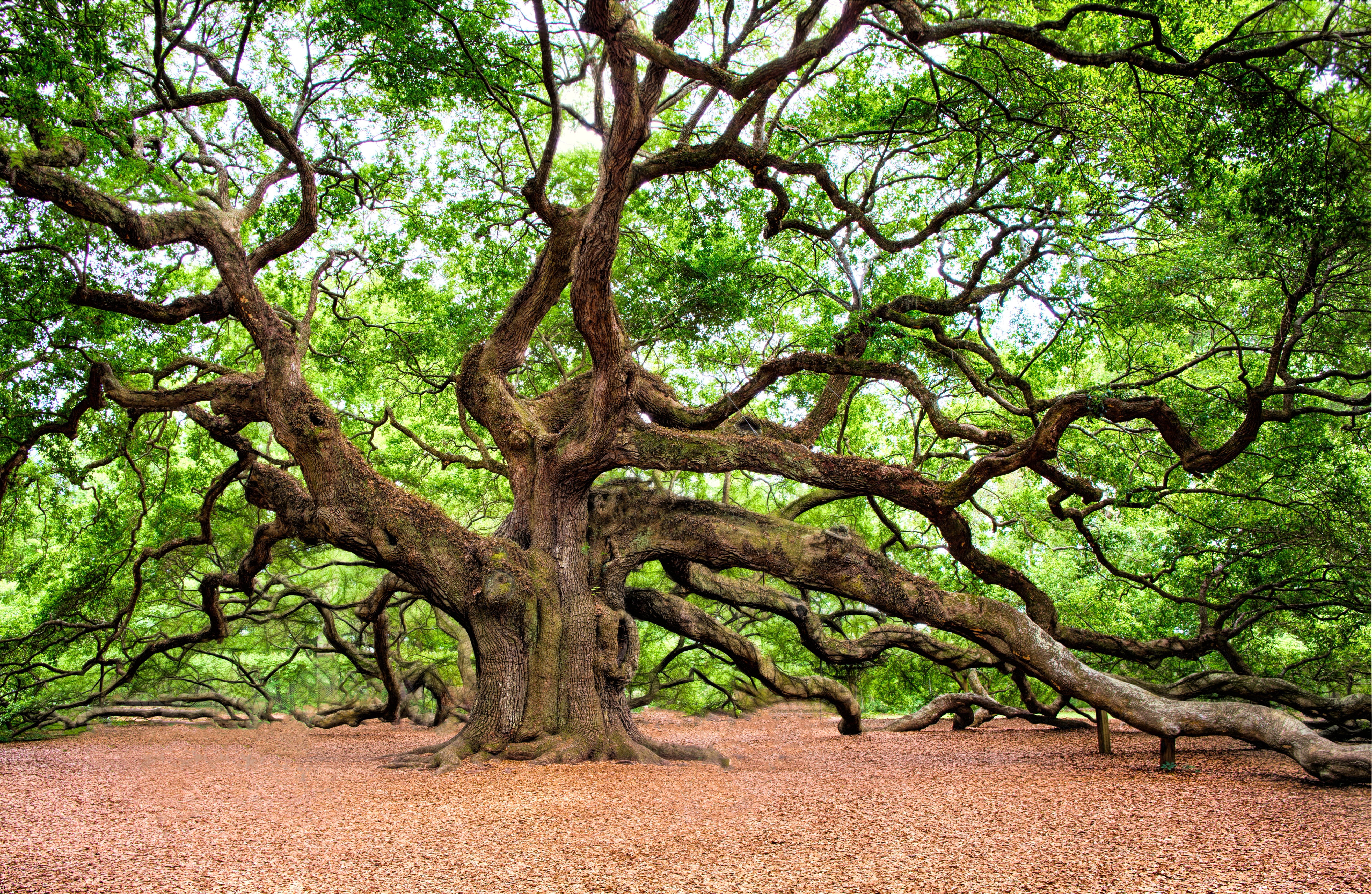 tranquility, no people, charleston, brown, field, branch, wall art, growth, nature, 5K, standing, land, tree trunk, soil, angel oak, non-urban scene, landscape, HD Wallpaper