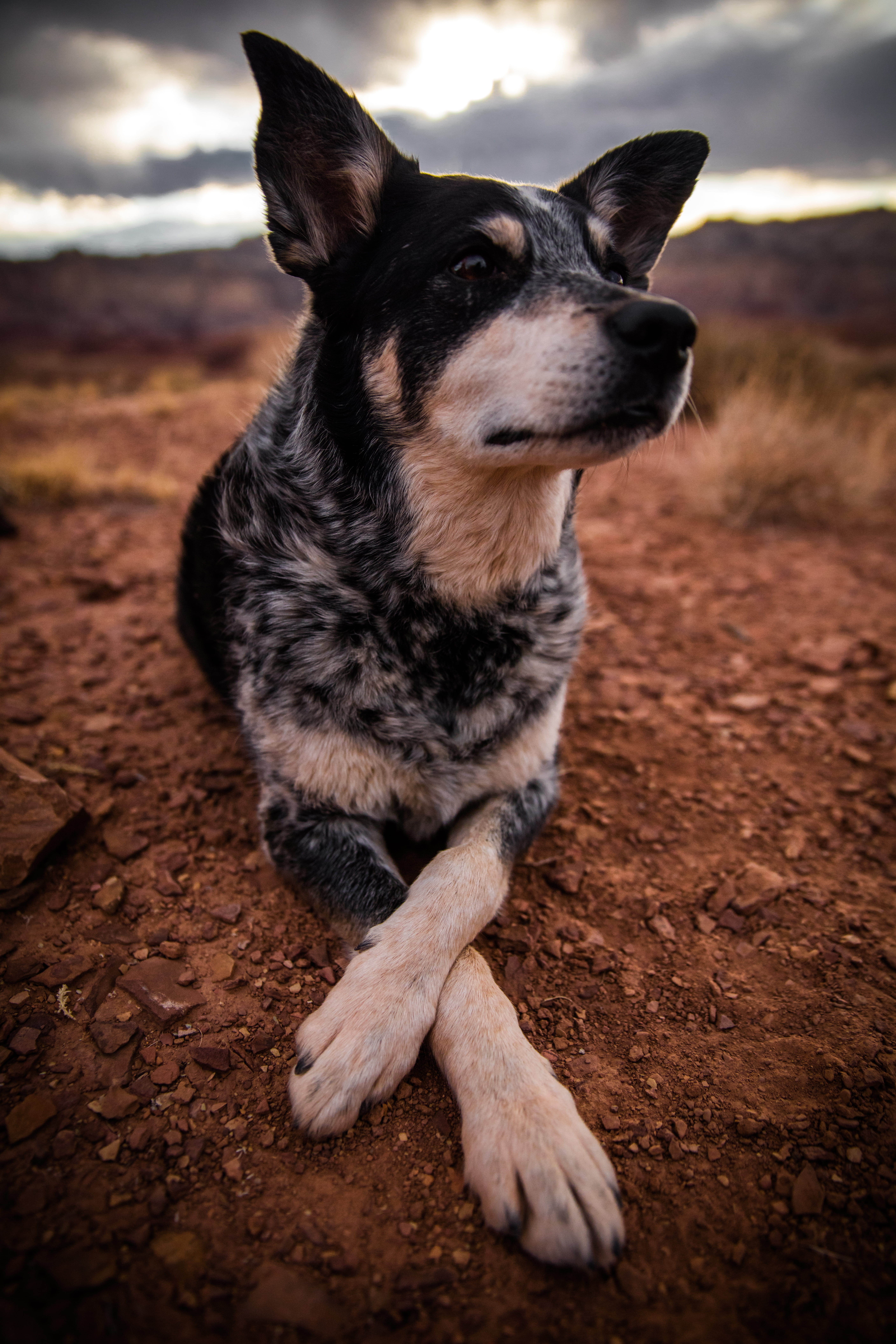 no people, vertebrate, companion, pet, land, 8K, looking away, desert, canine, relaxation, adult, nature, australian, cattle, dog, black, field, brown, Phone HD Wallpaper
