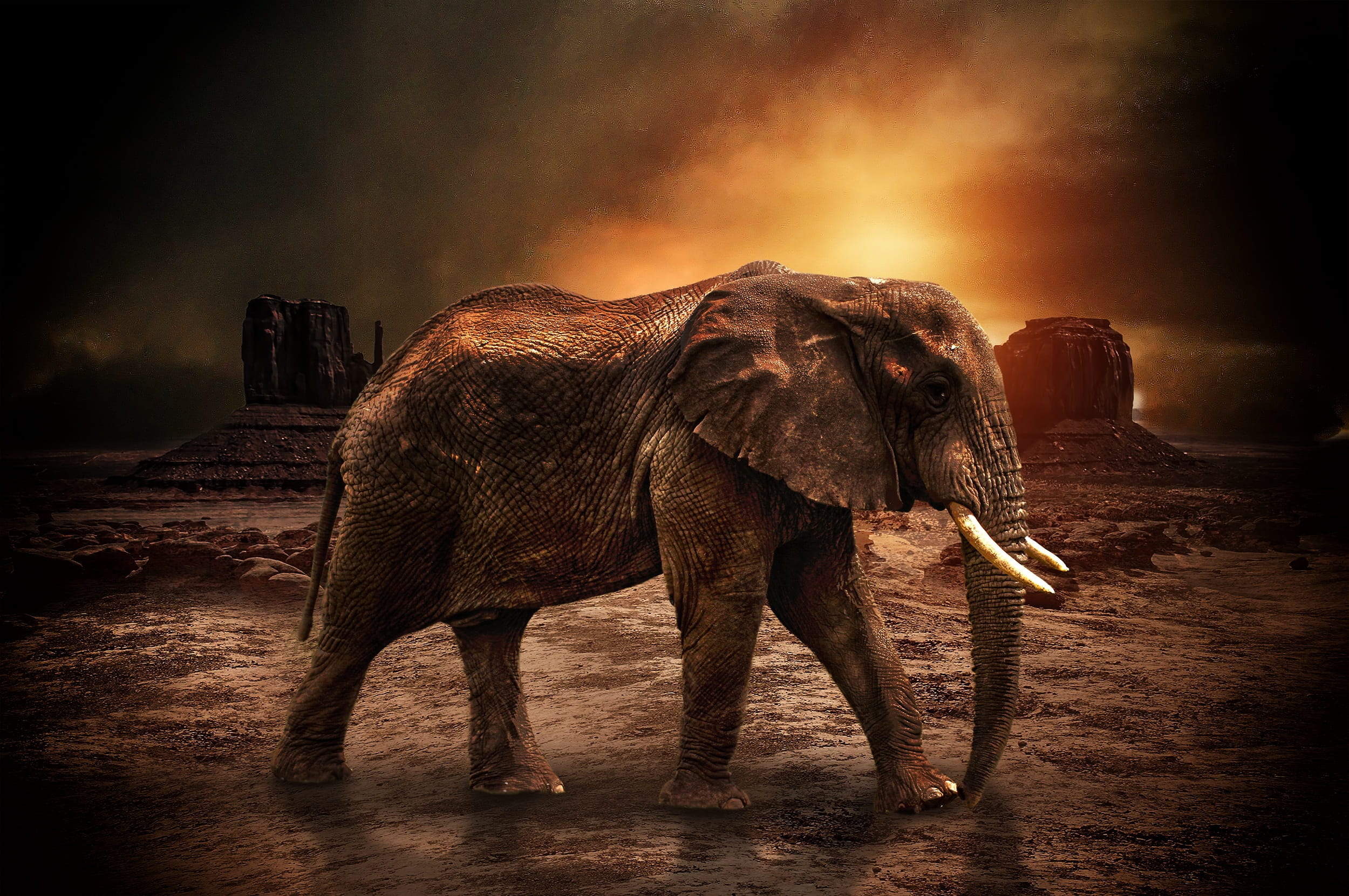 travel destinations, forest, animal wildlife, walking, 1080P, jungle, drinking, environment, water, sunset, elephant, alone, asian elephant, animal themes, HD Wallpaper