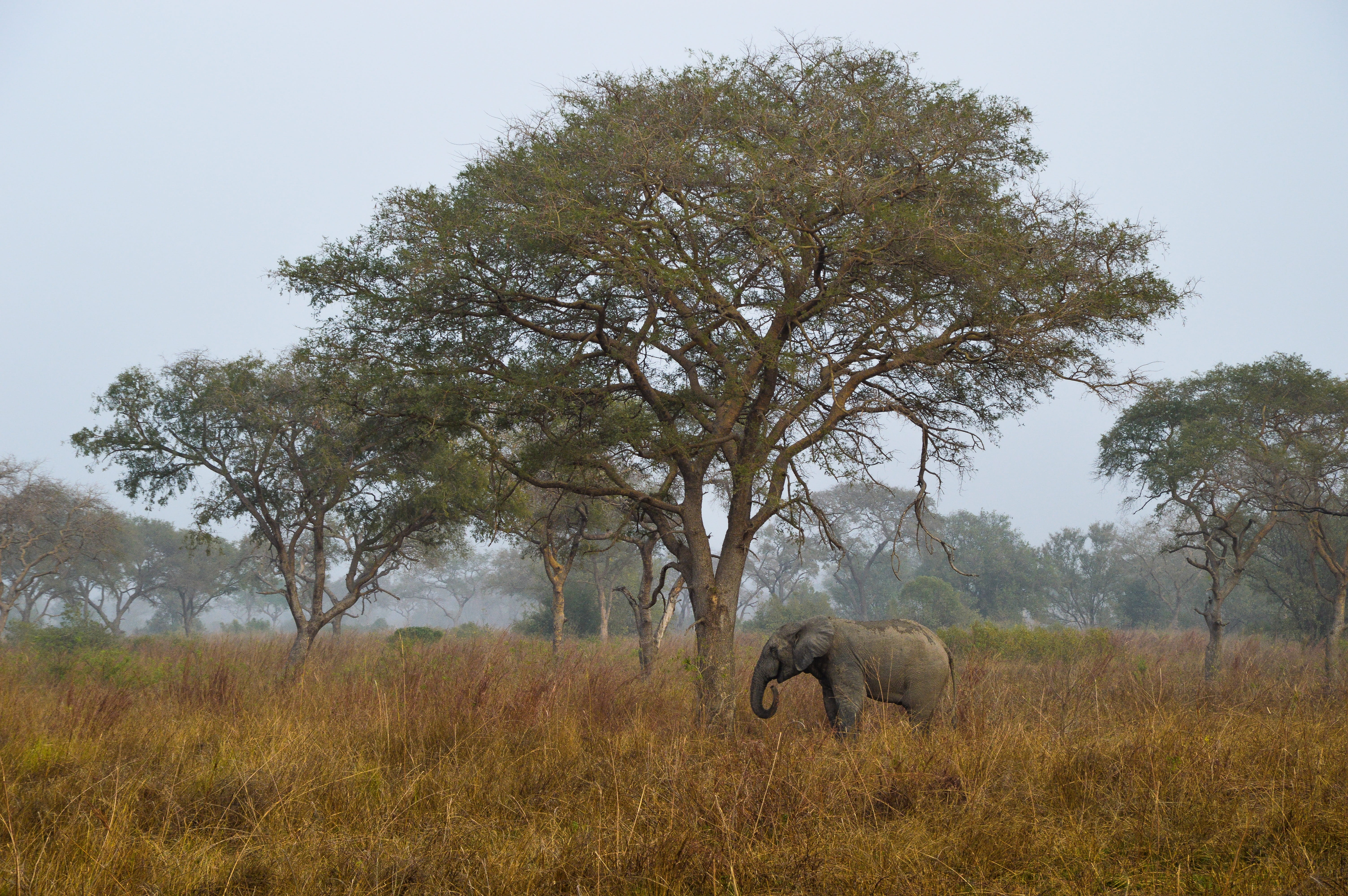 animal themes, elephant, group of animals, nature, animal, african elephant, afrika, 5K, outdoors, two animals, benin, land, environment, animal wildlife, HD Wallpaper
