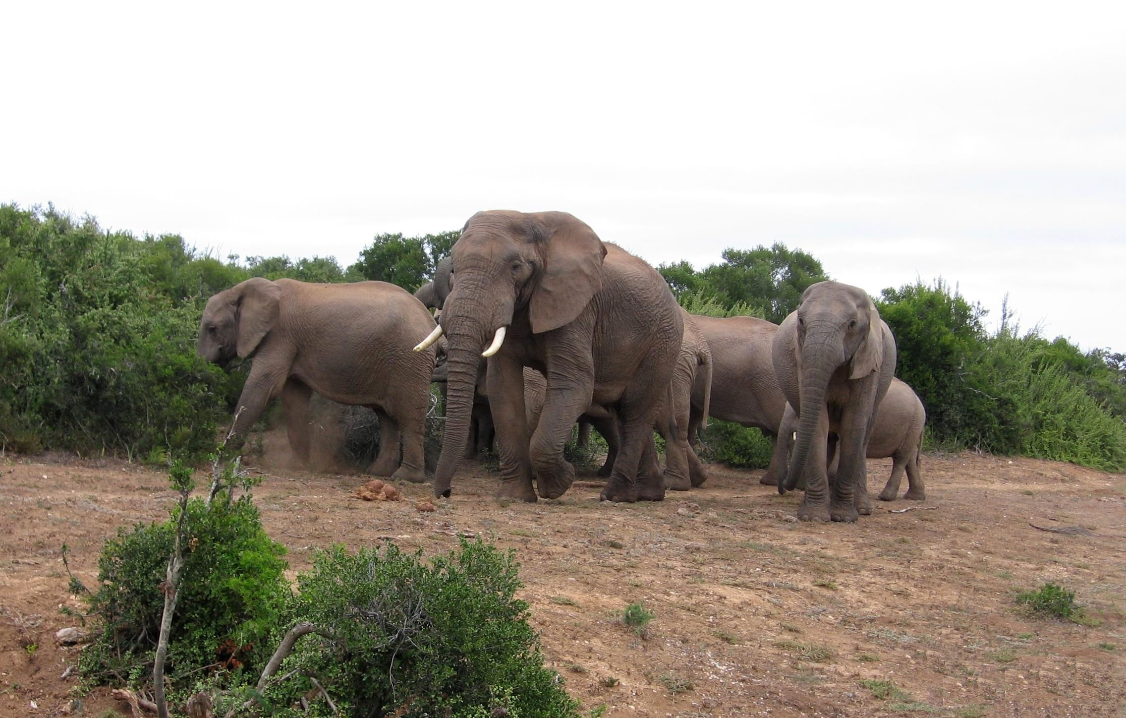 environment, olifanten, no people, tree, wild, young animal, animal themes, reservaat, day, zuid-afrika, natuur, mammal, group of animals, animals in the wild, HD Wallpaper