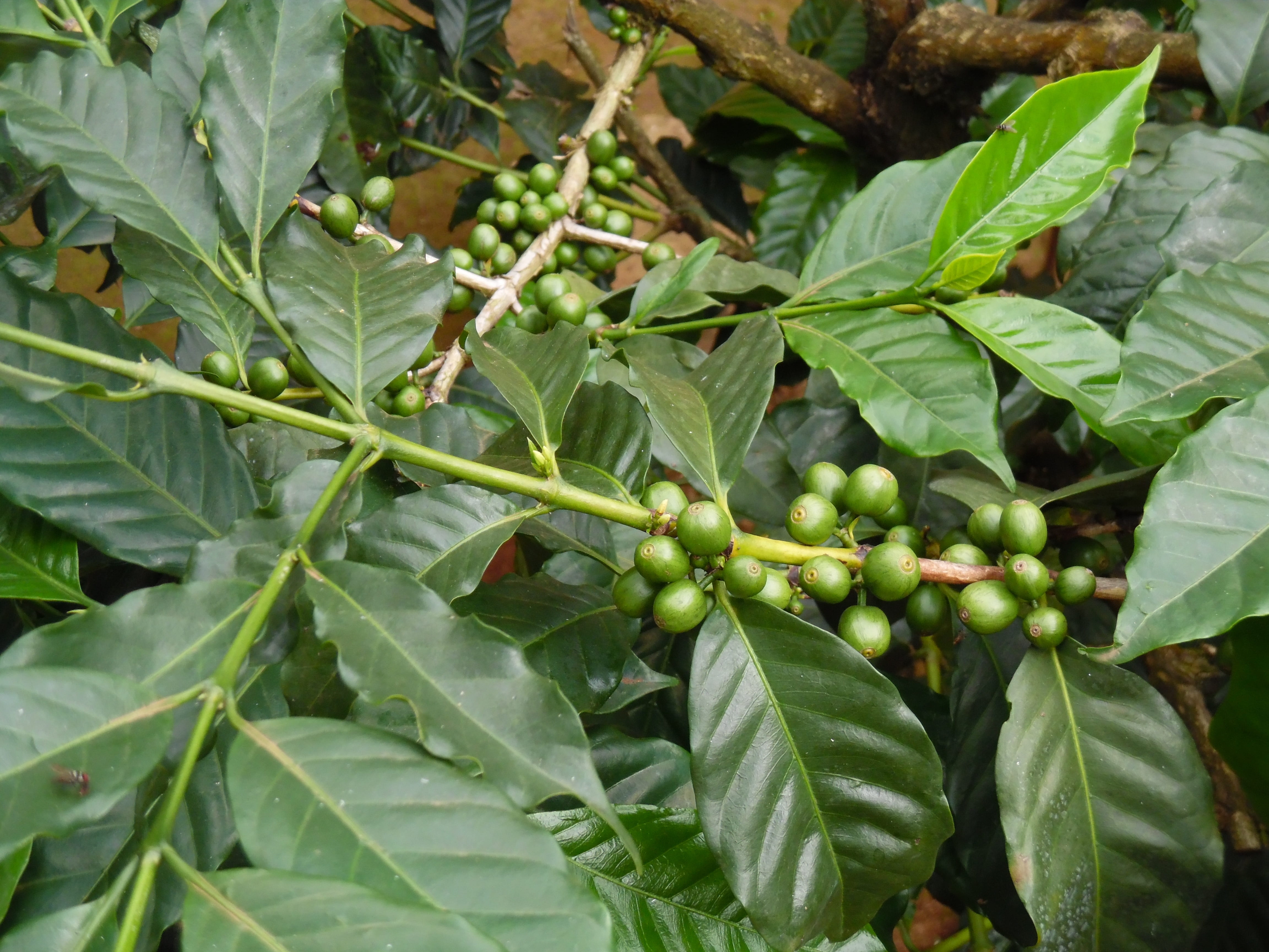 nature, berry fruit, wellbeing, freshness, focus on foreground, leaf, fruit, no people, green color, tanzania, coffee farming, outdoors, beauty in nature, HD Wallpaper