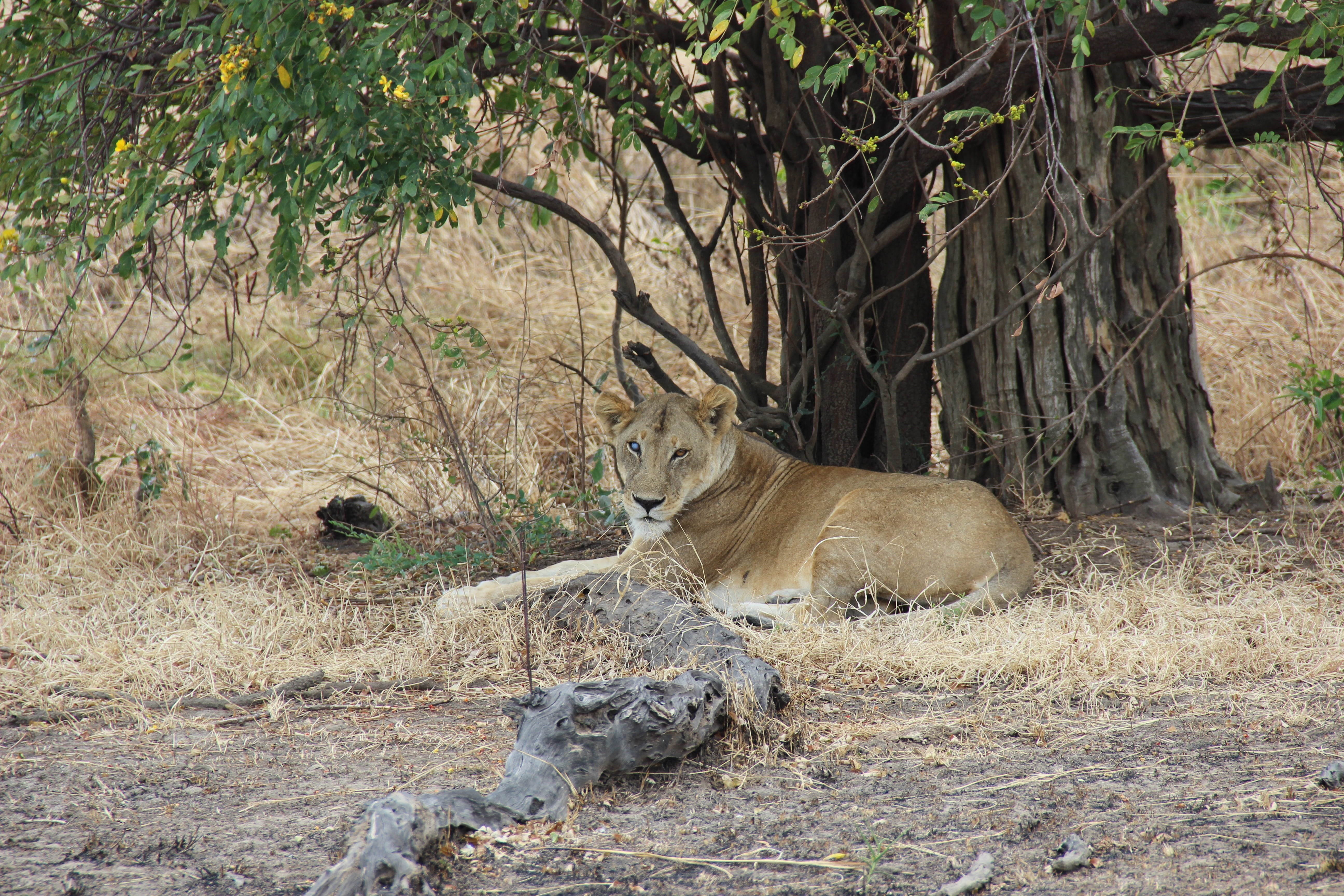 lion - feline, tree, animals in the wild, vertebrate, animal wildlife, animal themes, resting, one animal, 5K, no people, safari, pets, relaxation, nature, HD Wallpaper