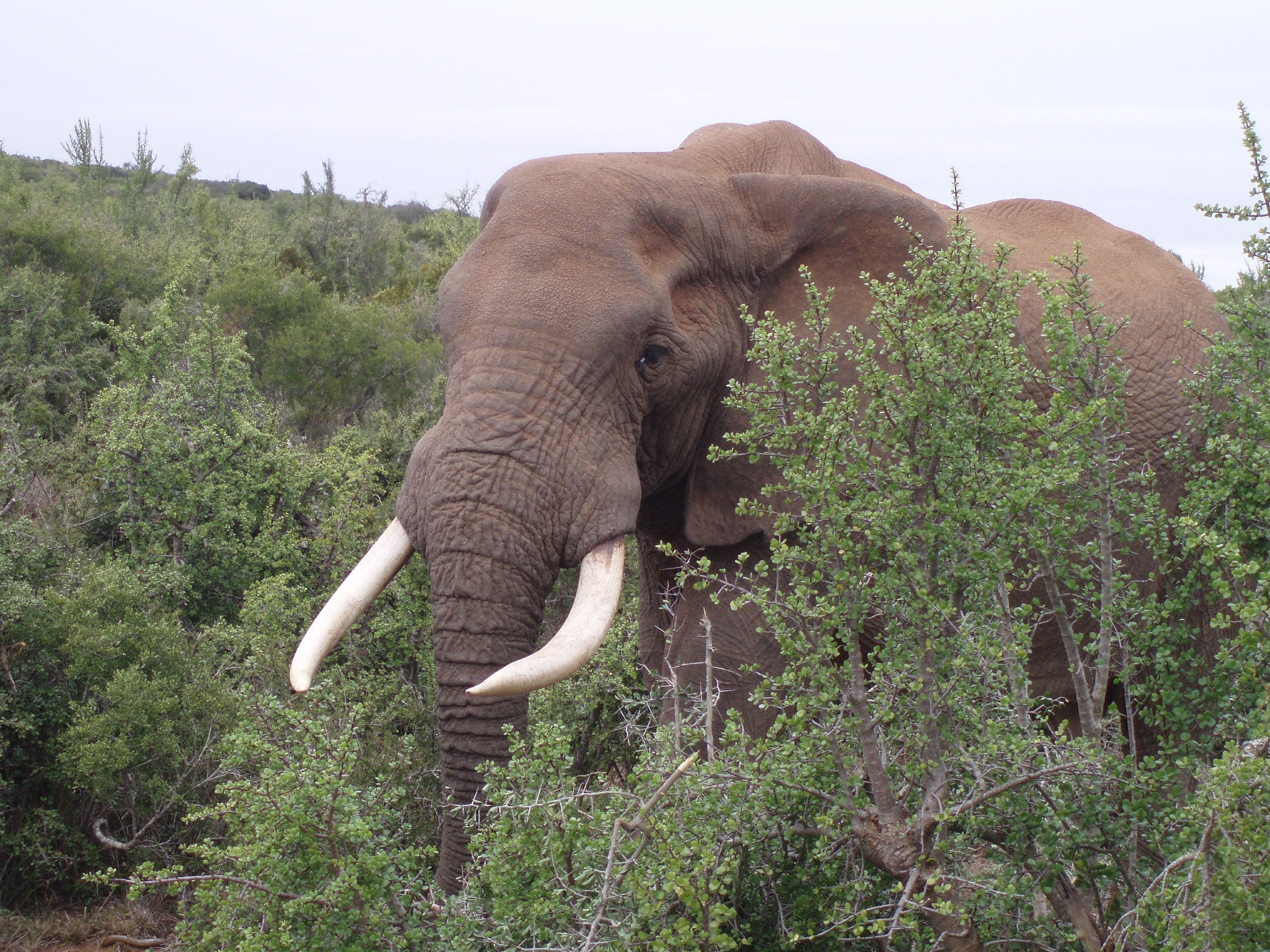 nature, mammal, animal wildlife, plant, tree, animal body part, no people, zuid-afrika, day, tusk, afrika, elephant, one animal, domestic animals, animals in the wild, HD Wallpaper