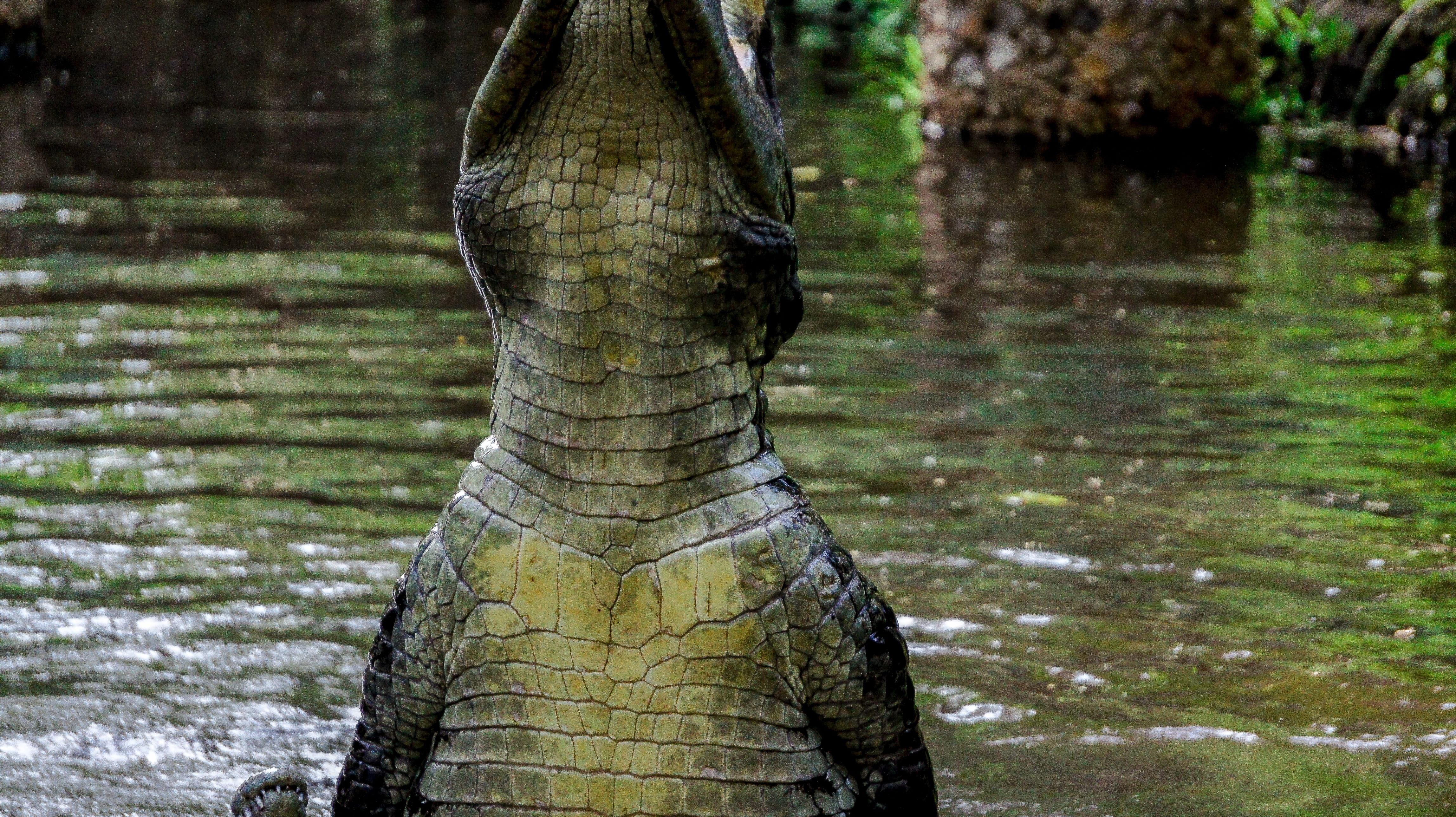 vertebrate, plant, one animal, animals in the wild, crocodile, africa, animal themes, swamp, focus on foreground, nature, afrika, lake, mombasa, water, HD Wallpaper