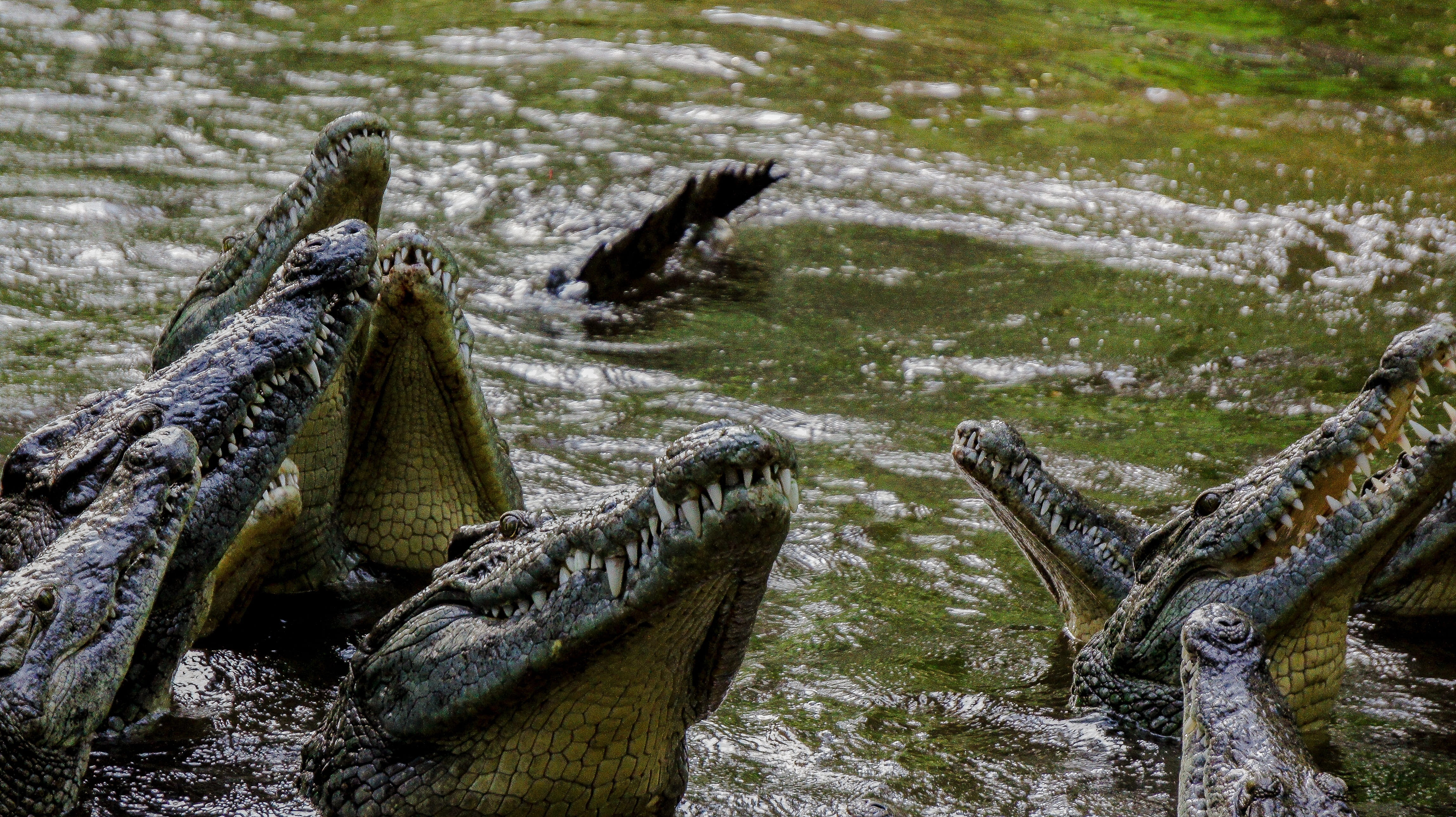 plant, focus on foreground, animal themes, land, no people, vertebrate, flowing water, day, 4K, iguana, animal wildlife, tree, outdoors, water, wood - material, HD Wallpaper