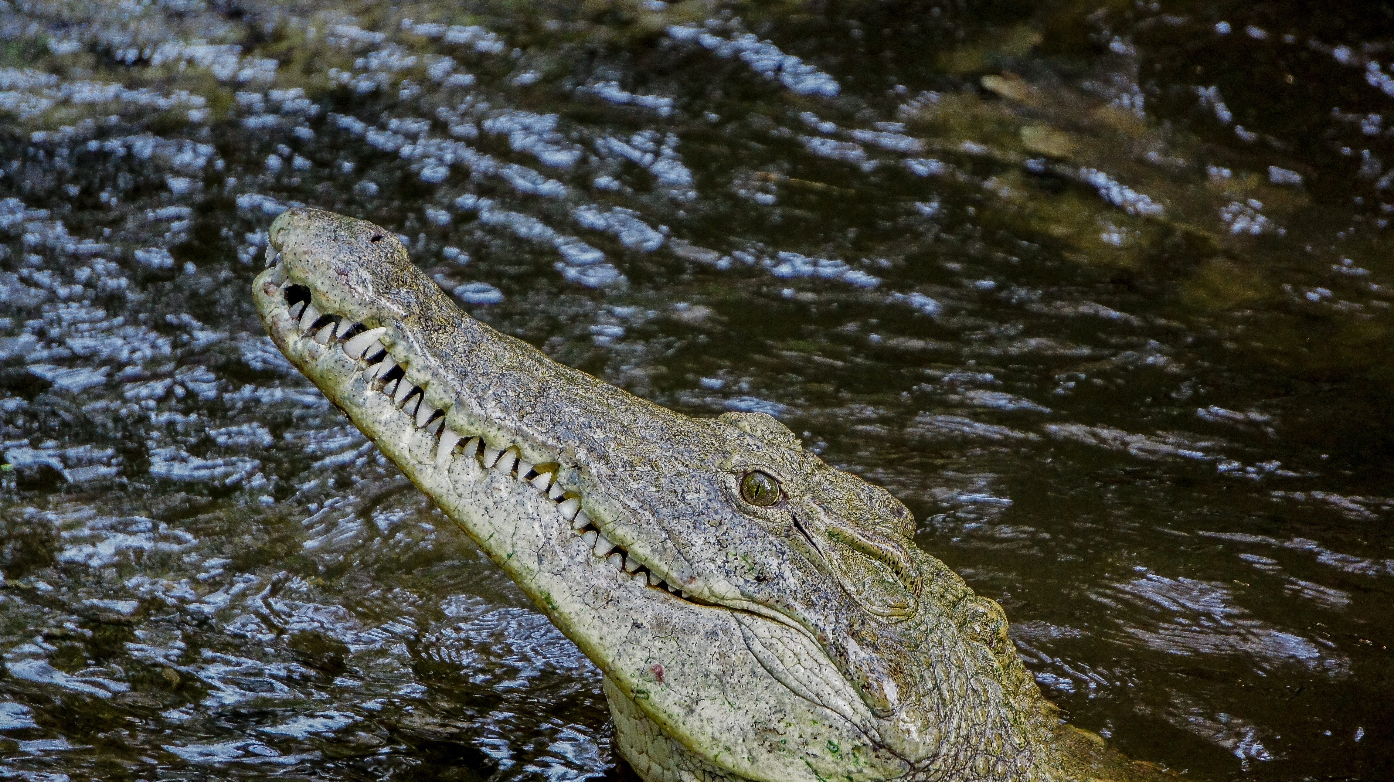 mombasa, alligator, lake, animal body part, animal themes, animal, high angle view, one animal, outdoors, tree, water, reptile, swamp, wild, animal scale, HD Wallpaper