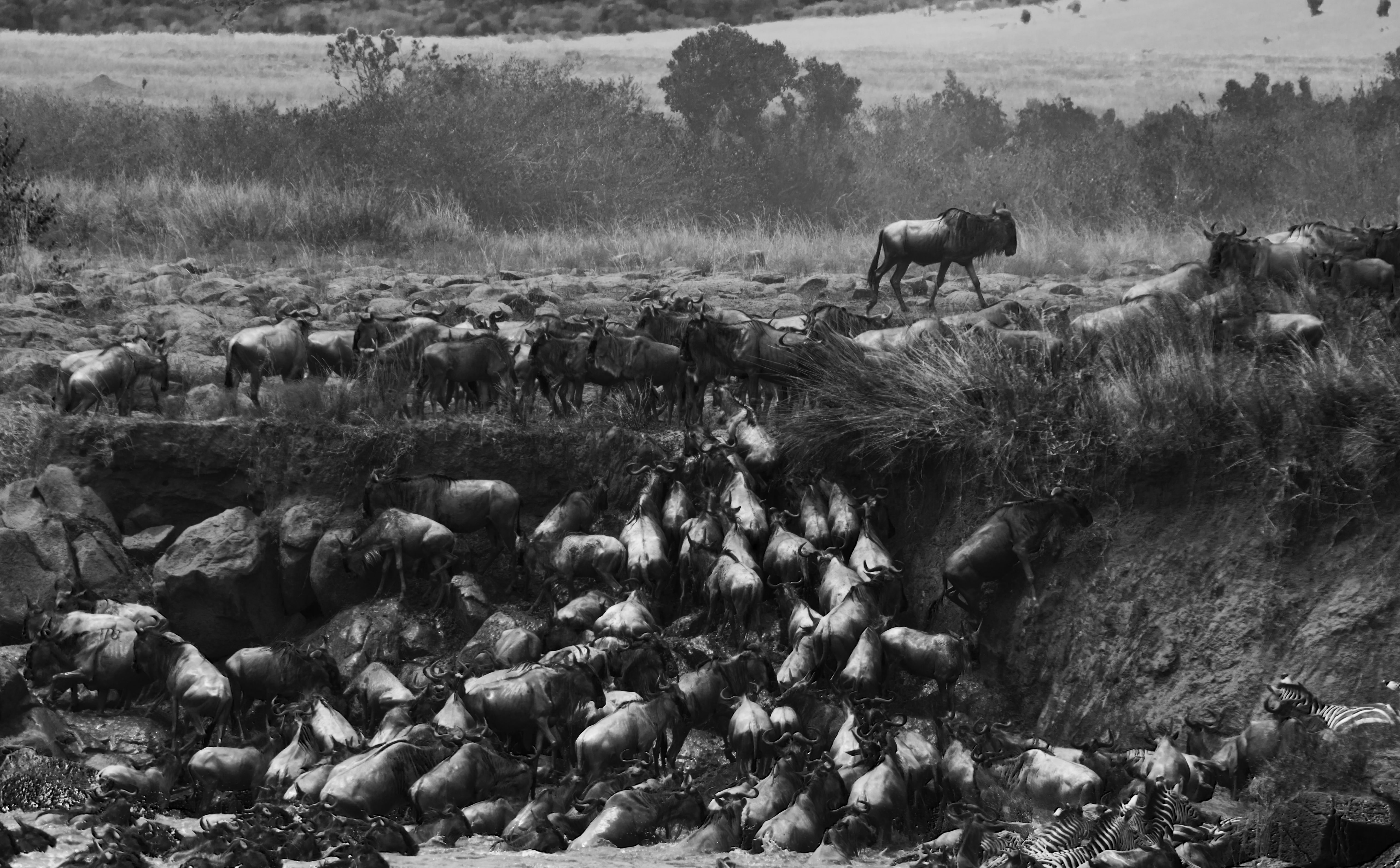 livestock, field, migration, day, tier, Africa, mara, no people, gnus, tiere, Nature, great, domestic animals, natur, mammal, pets, large group of animals, HD Wallpaper