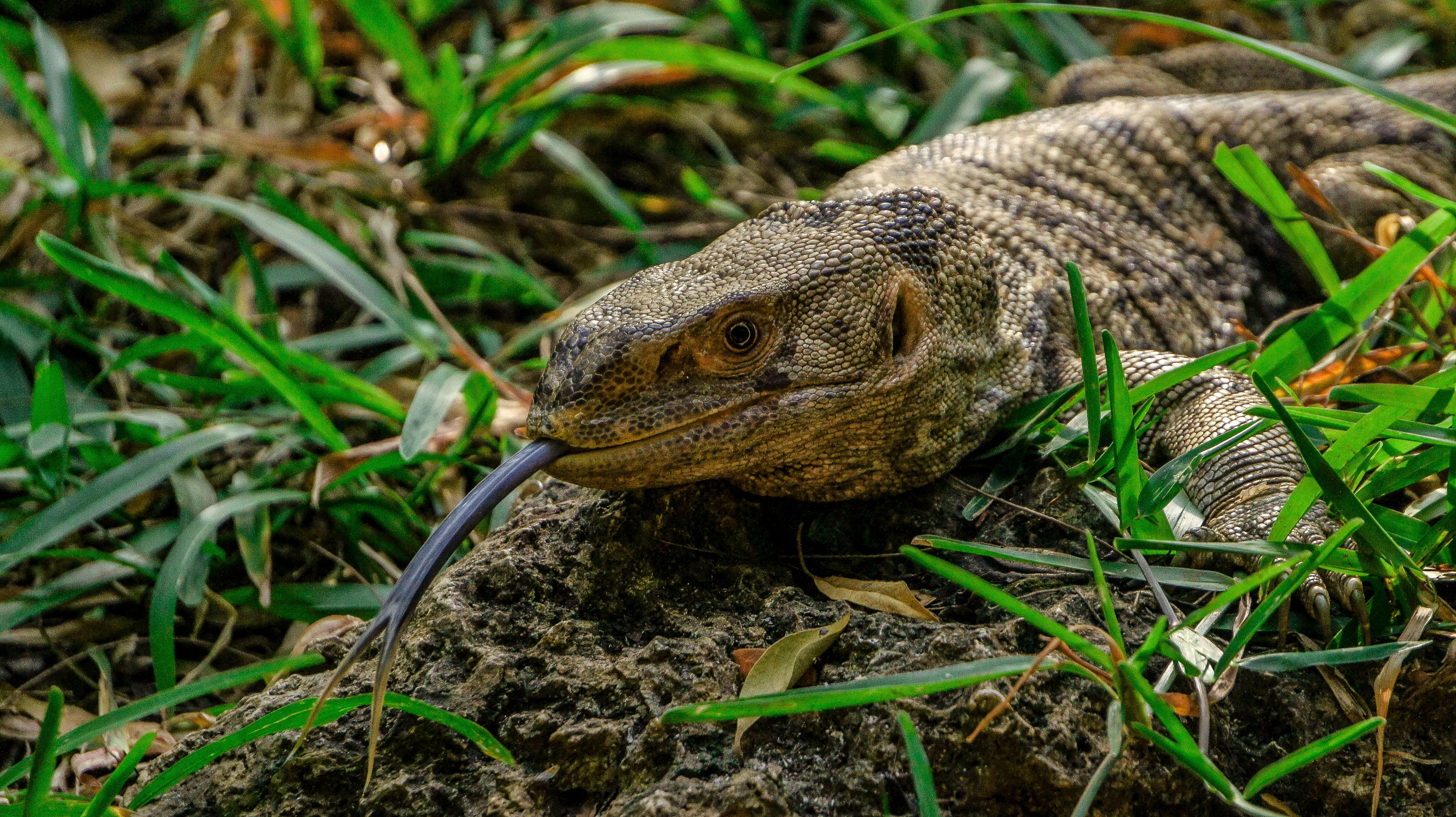one animal, afrika, tongue, wildlife, iguana, lizard, outdoors, animal, animal themes, animals in the wild, wild, kenya, land, animal scale, mombasa, reptile, HD Wallpaper