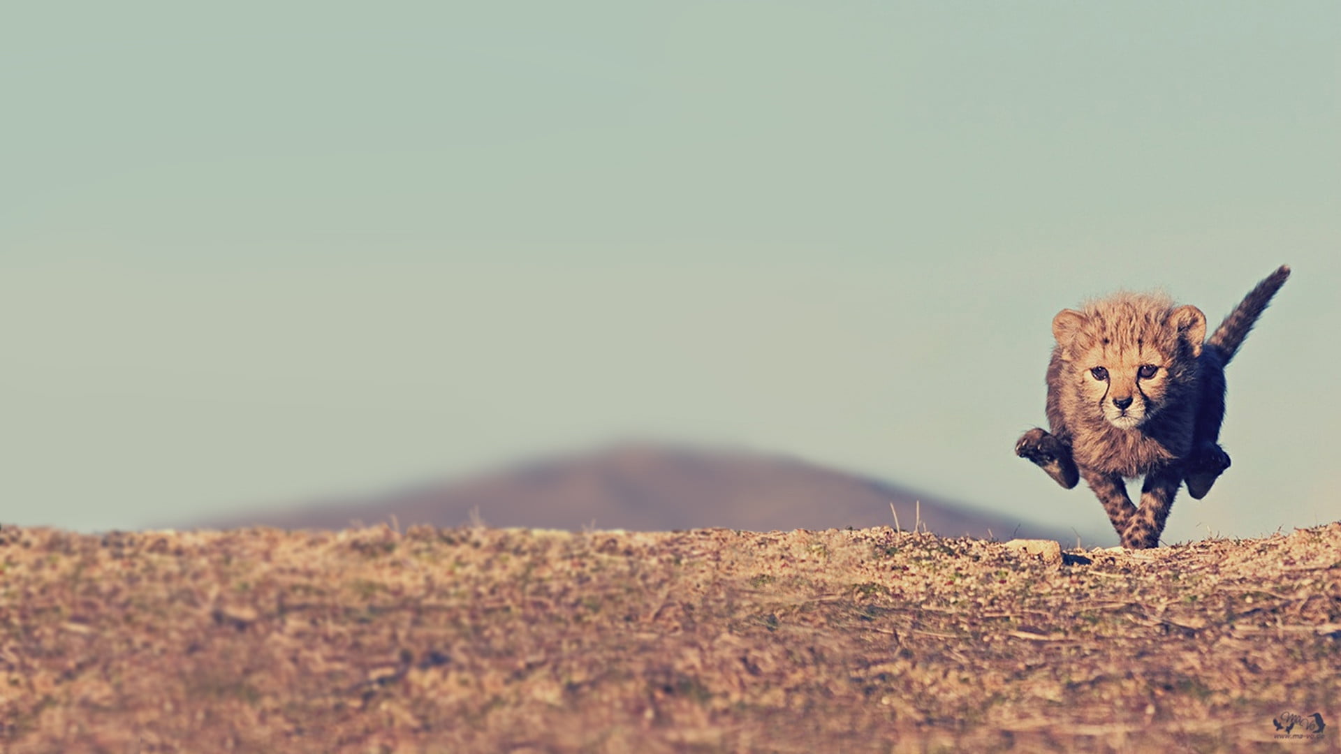 landscape, walking, africa, feline, dry, arid, orange, sky, desert, tourism, lion - feline, one animal, domestic animals, outdoor, horizon, day, sand, sunset, HD Wallpaper