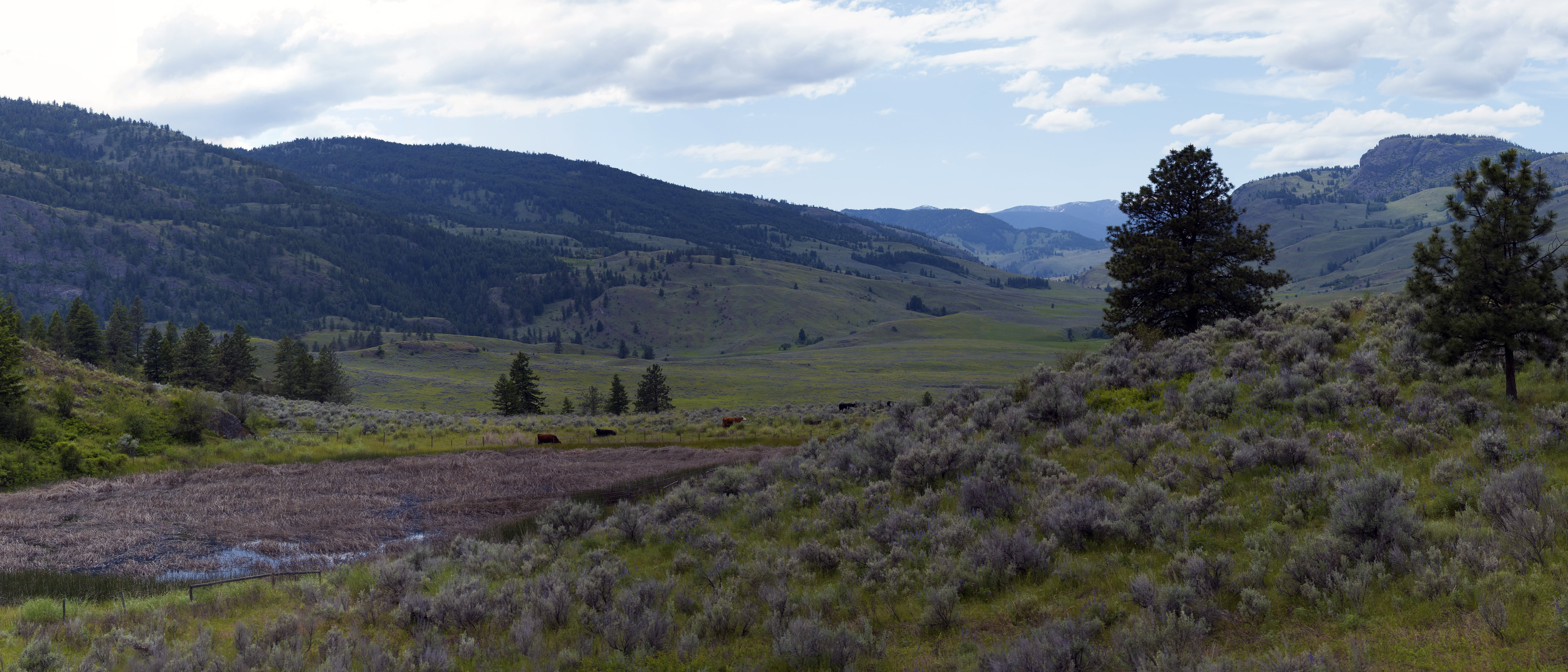 climate, sage brush, rolling, surface, agriculture, forest, fir, grazing, ground, marsh, summer, natural, hilly, grassland, terrain, hot, pasture, beauty in nature, HD Wallpaper