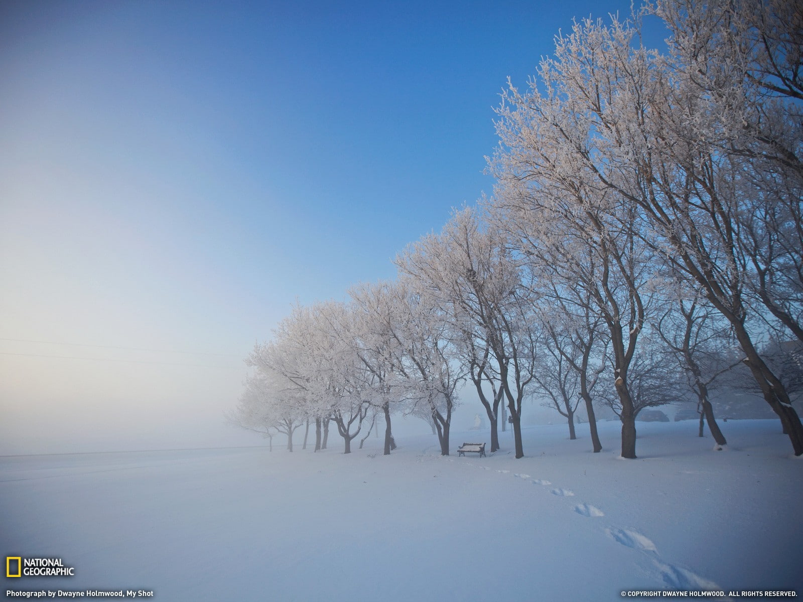 clear sky, covering, tree, cold temperature, sky, tranquil scene, nature, scenics - nature, outdoors, landscape, plant, snow, bare tree, National Geographic, HD Wallpaper