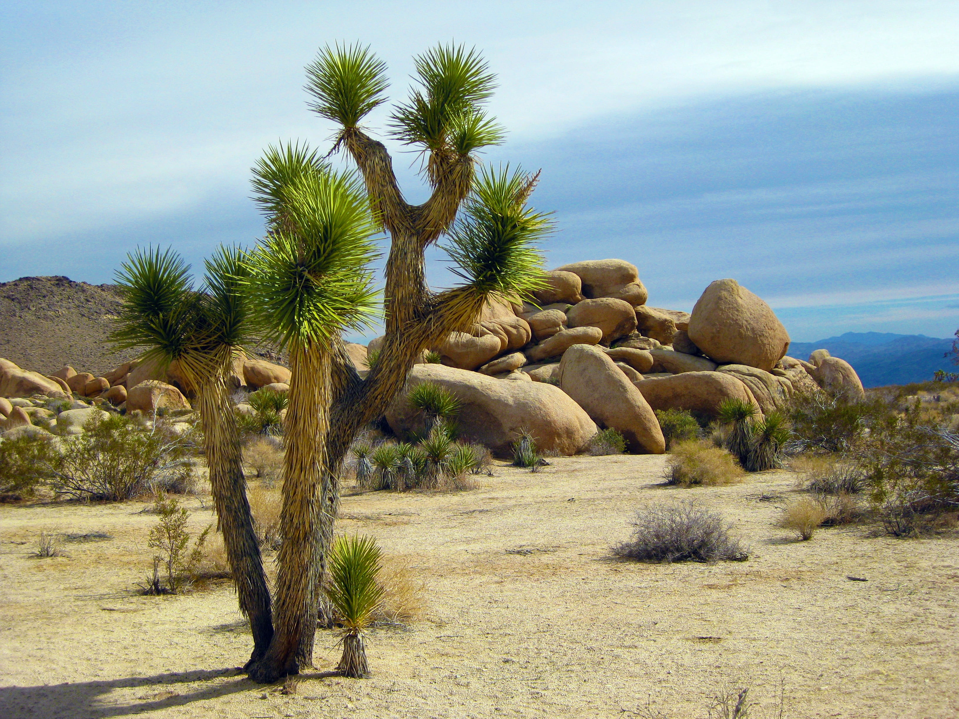 desert, 2K, beauty in nature, outdoors, tranquil scene, scene, solitude, travel, daylight, arid climate, tropical, usa, scenics - nature, rock - object, HD Wallpaper