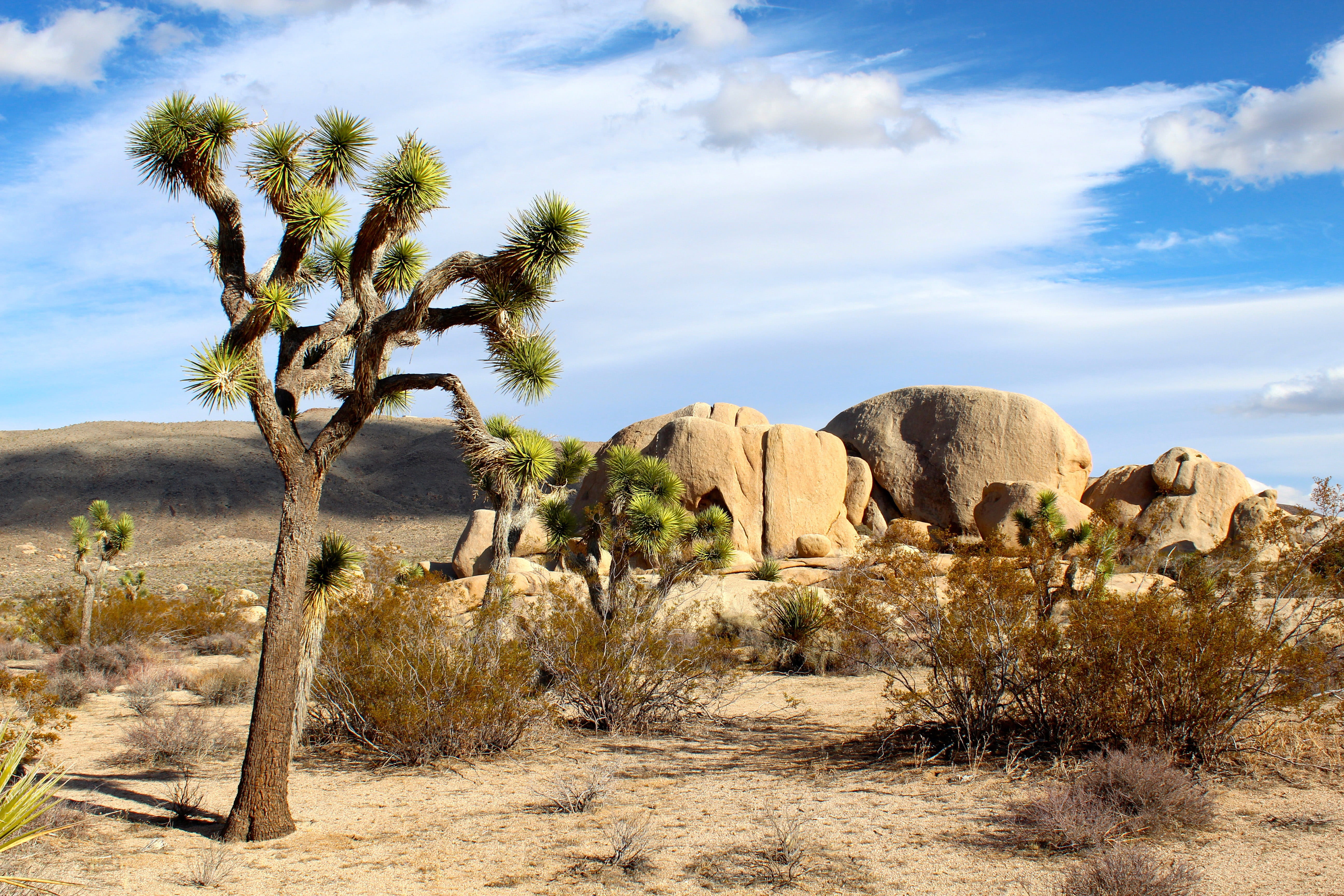 nature, tranquility, outdoors, africa, desert, Landscape, sky, growth, blue, land, no People, tree, clouds, United States, semi-arid, joshua tree, rock formation, HD Wallpaper