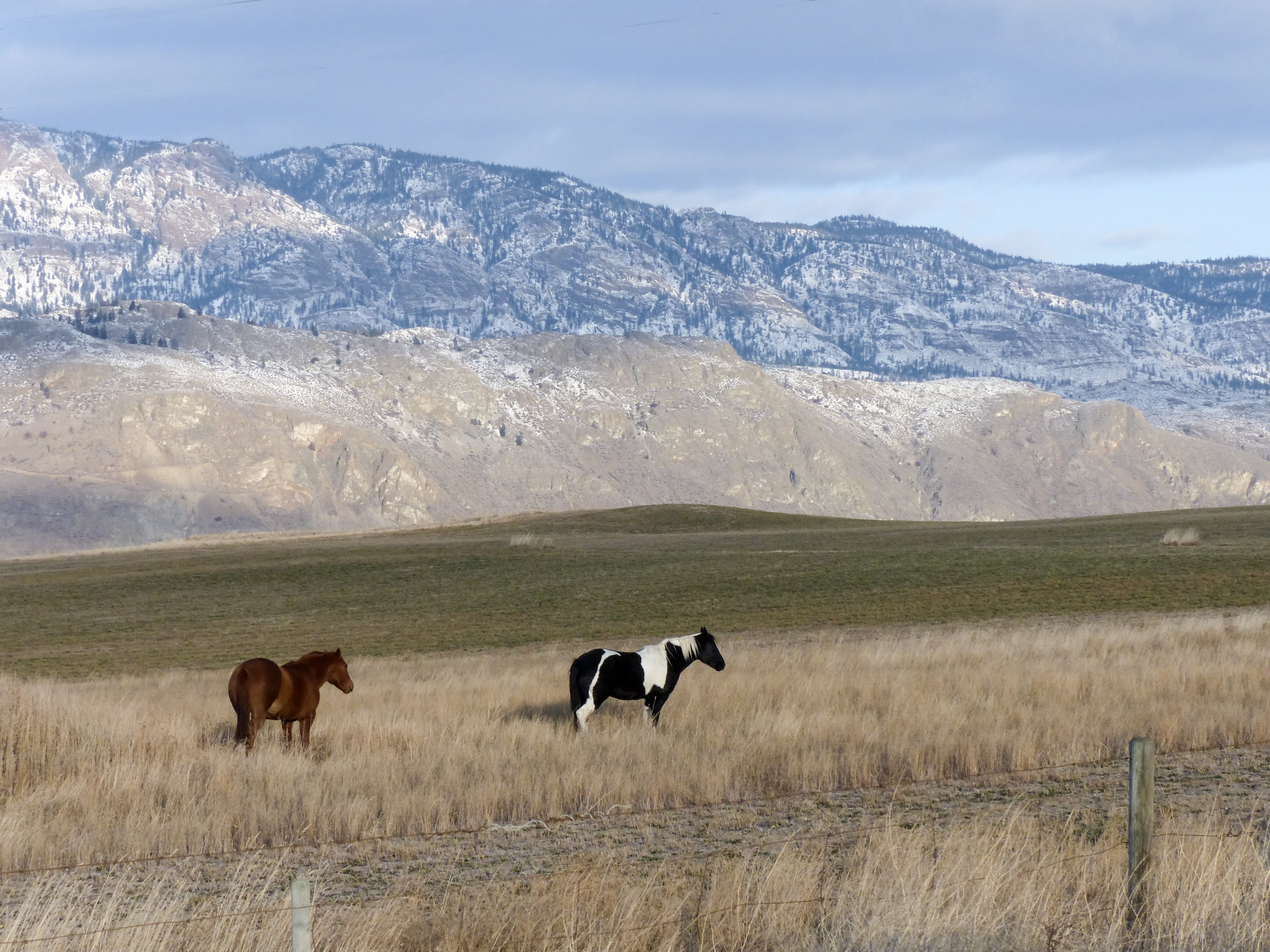 field, environment, mammal, mountain range, herbivorous, farm, pets, animal themes, horses, nature, ranch animal, mountain, no people, scenics - nature, HD Wallpaper
