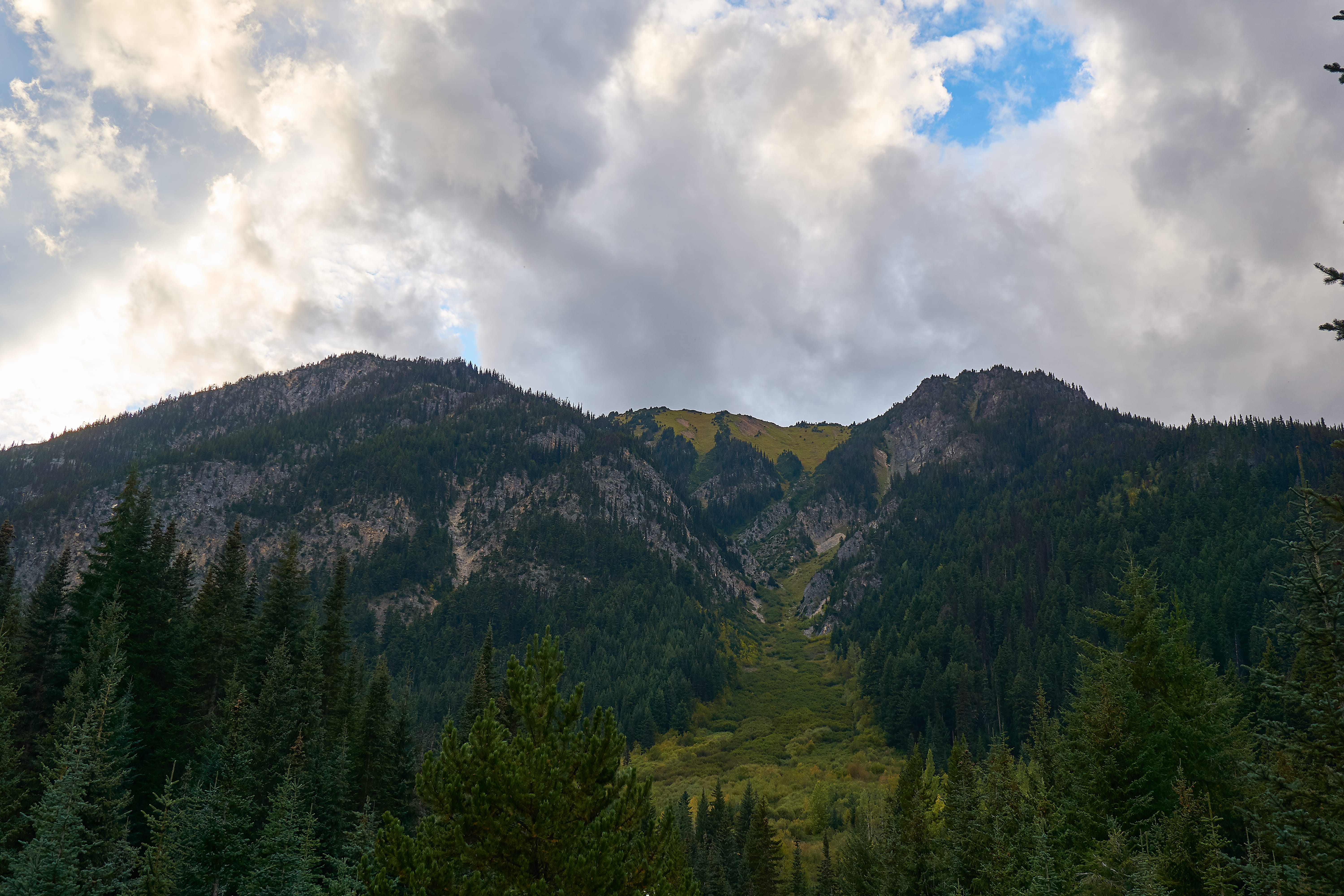 pine woodland, scenics - nature, plant, british columbia, trees, lillooet, 5K, environment, landscape, green color, canada, darcy, pine tree, tranquil scene, HD Wallpaper