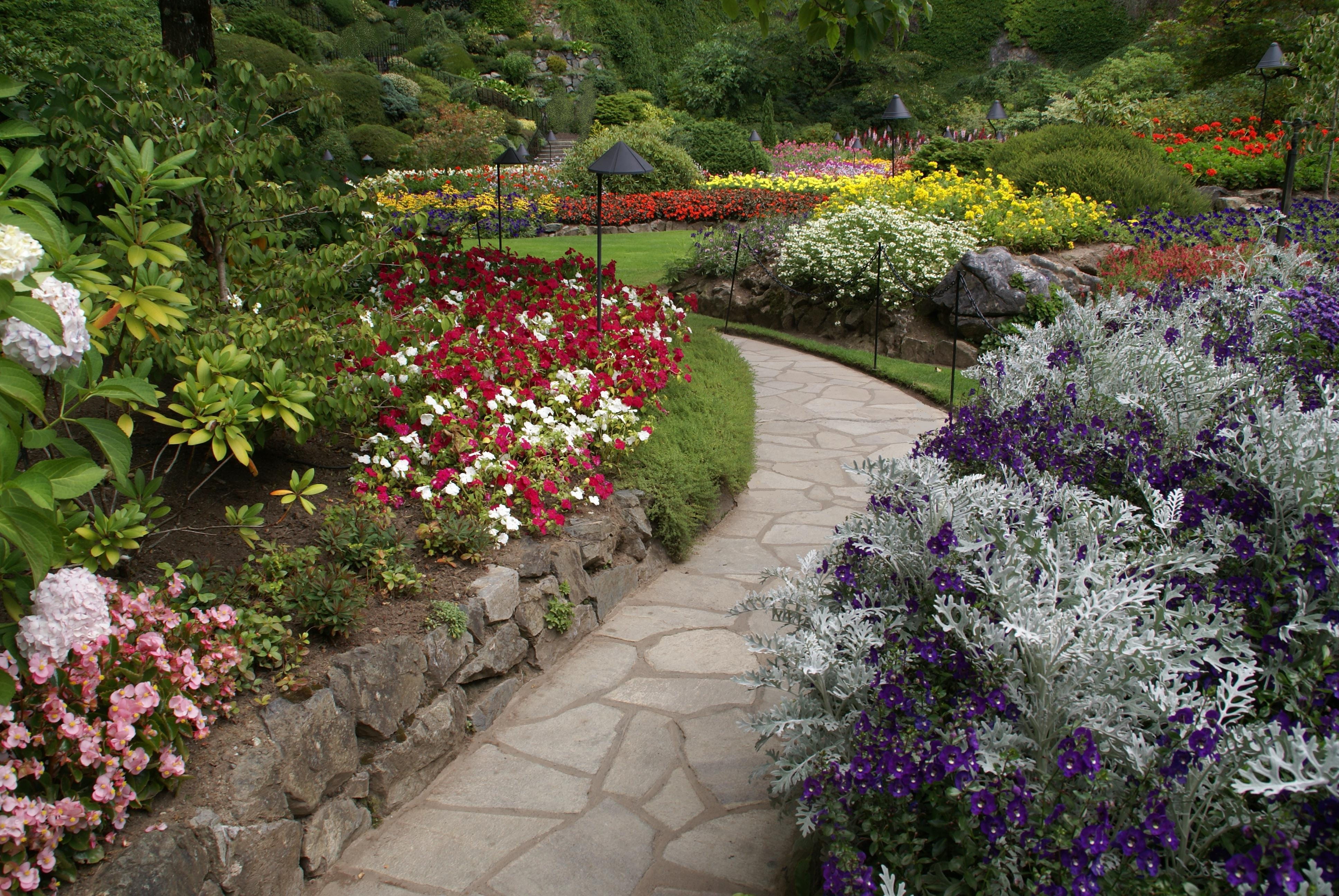 flowerbed, butchart, purple, stroll, path, victoria bc, scenic, empty, beauty in nature, walk, front or back yard, garden path, outdoors, plant, bloom, HD Wallpaper