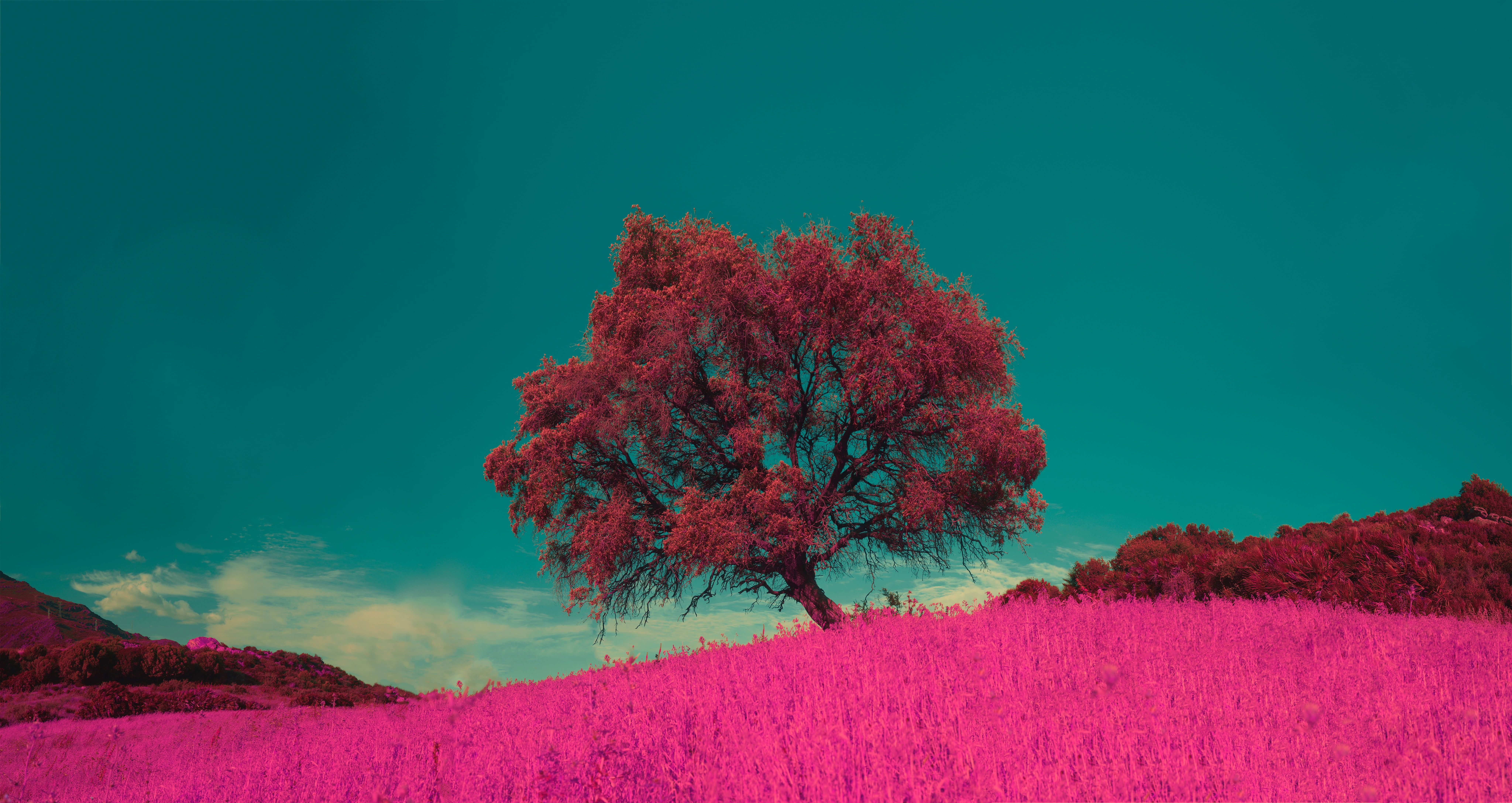pink, copy space, photoshop, nature, landscape, field, green Color, red, leaf, backgrounds, landscaped, day, meadow, scenics, environment, branch, lonely, HD Wallpaper