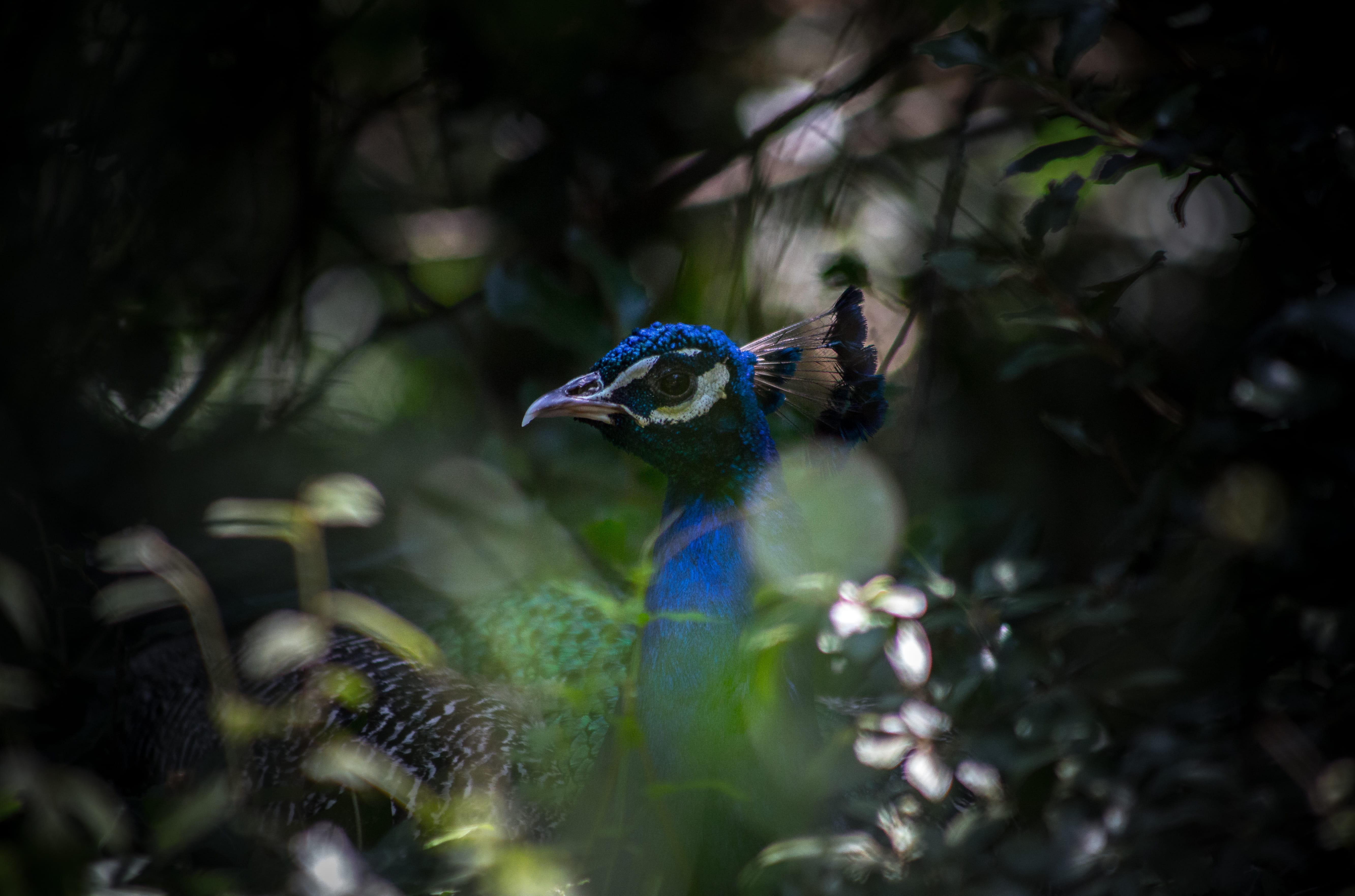 animals in the wild, ave, animal wildlife, azul, day, paon, pajaro, outdoors, close-up, invertebrate, insect, background, focus, animal themes, HD Wallpaper
