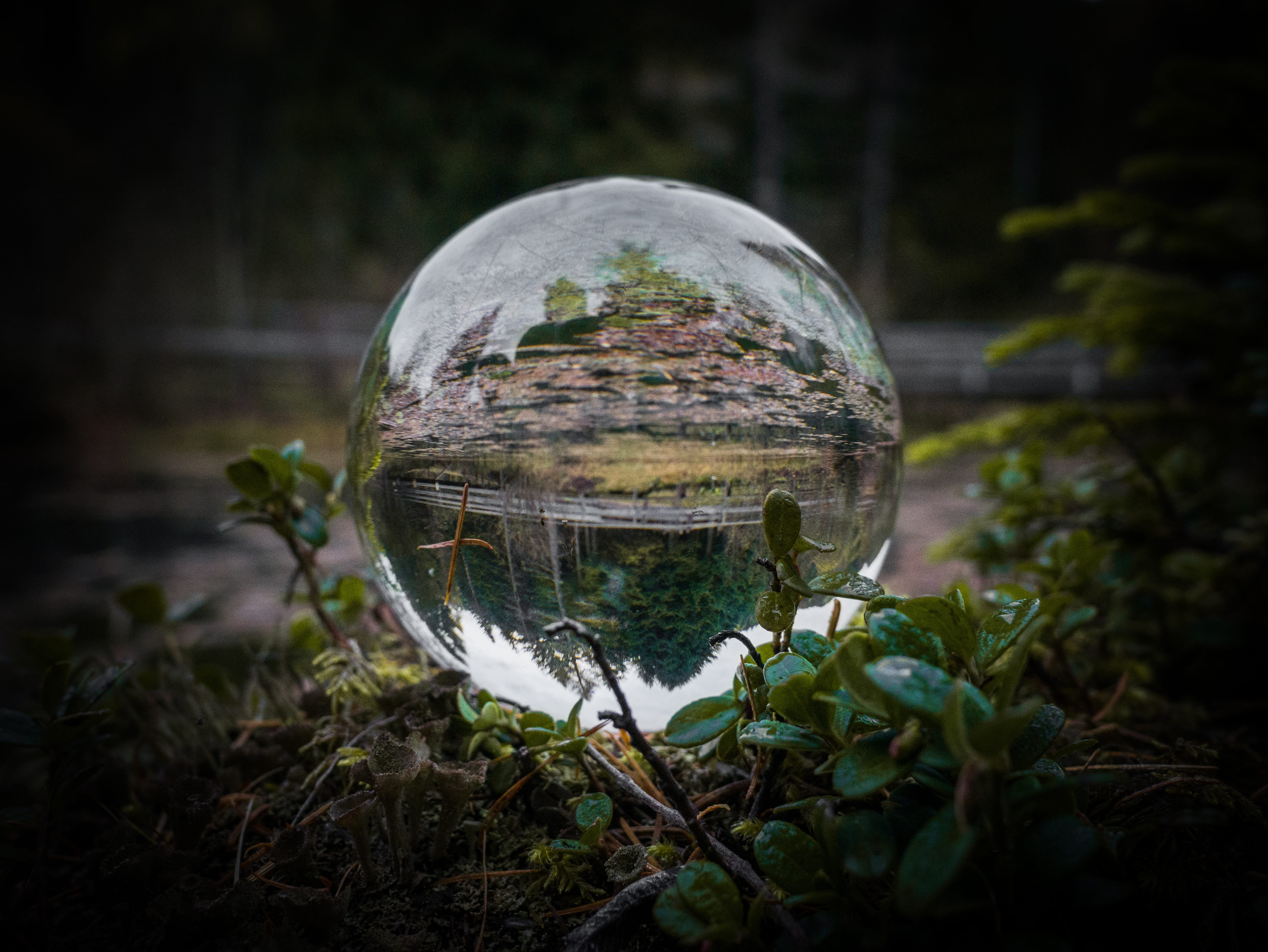 vignetting, crystal ball, reflection, transparent, glass ball, tree, outdoors, day, no people, water, nature, moss, grass, plant, close-up, mirroring, growth, HD Wallpaper