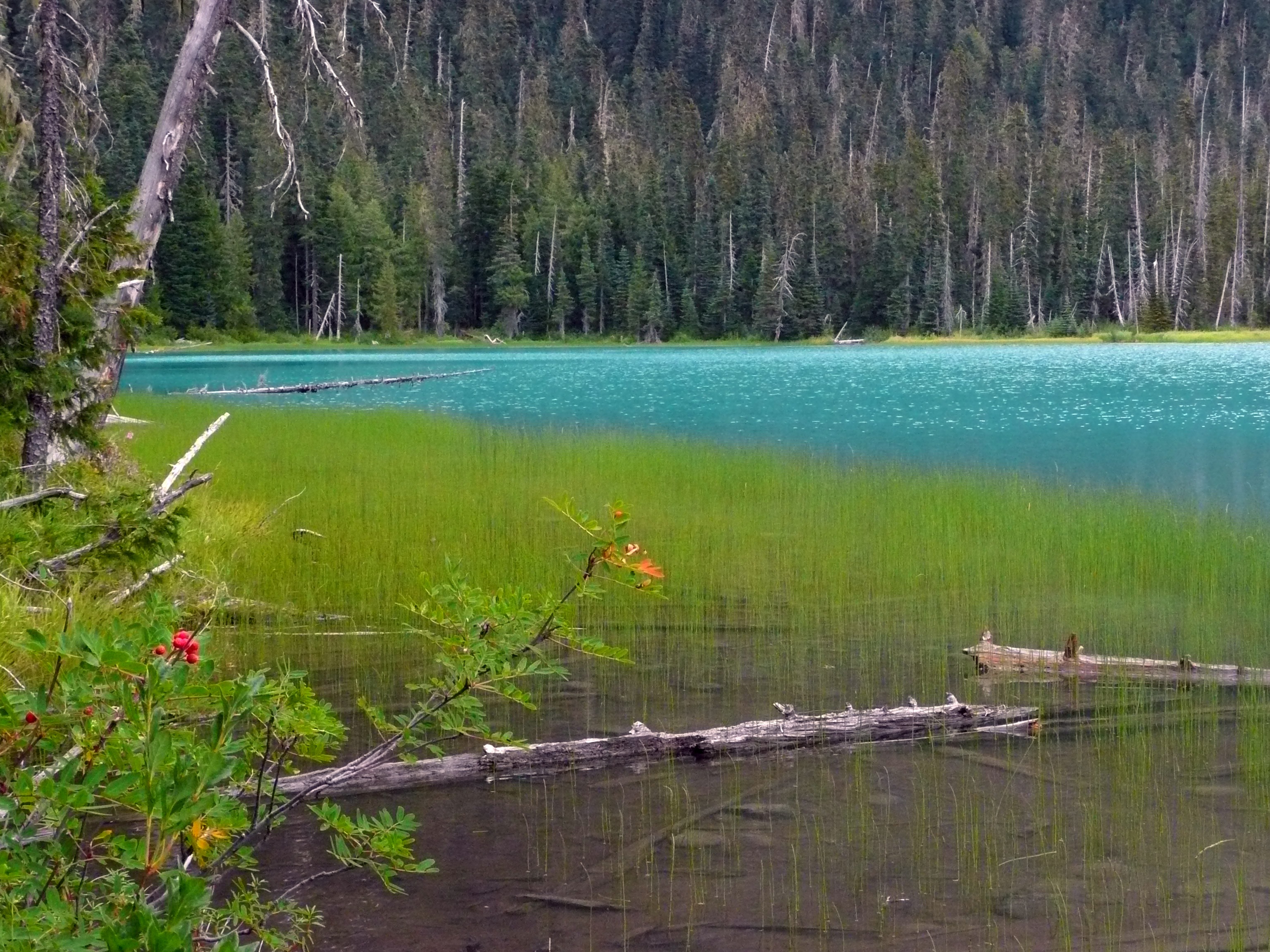 reflection, non-urban scene, glacier, forest, swamp, 2K, grass, woodland, lake, outdoors, nature, tree, tranquility, joffre lake, tranquil scene, coniferous tree, HD Wallpaper