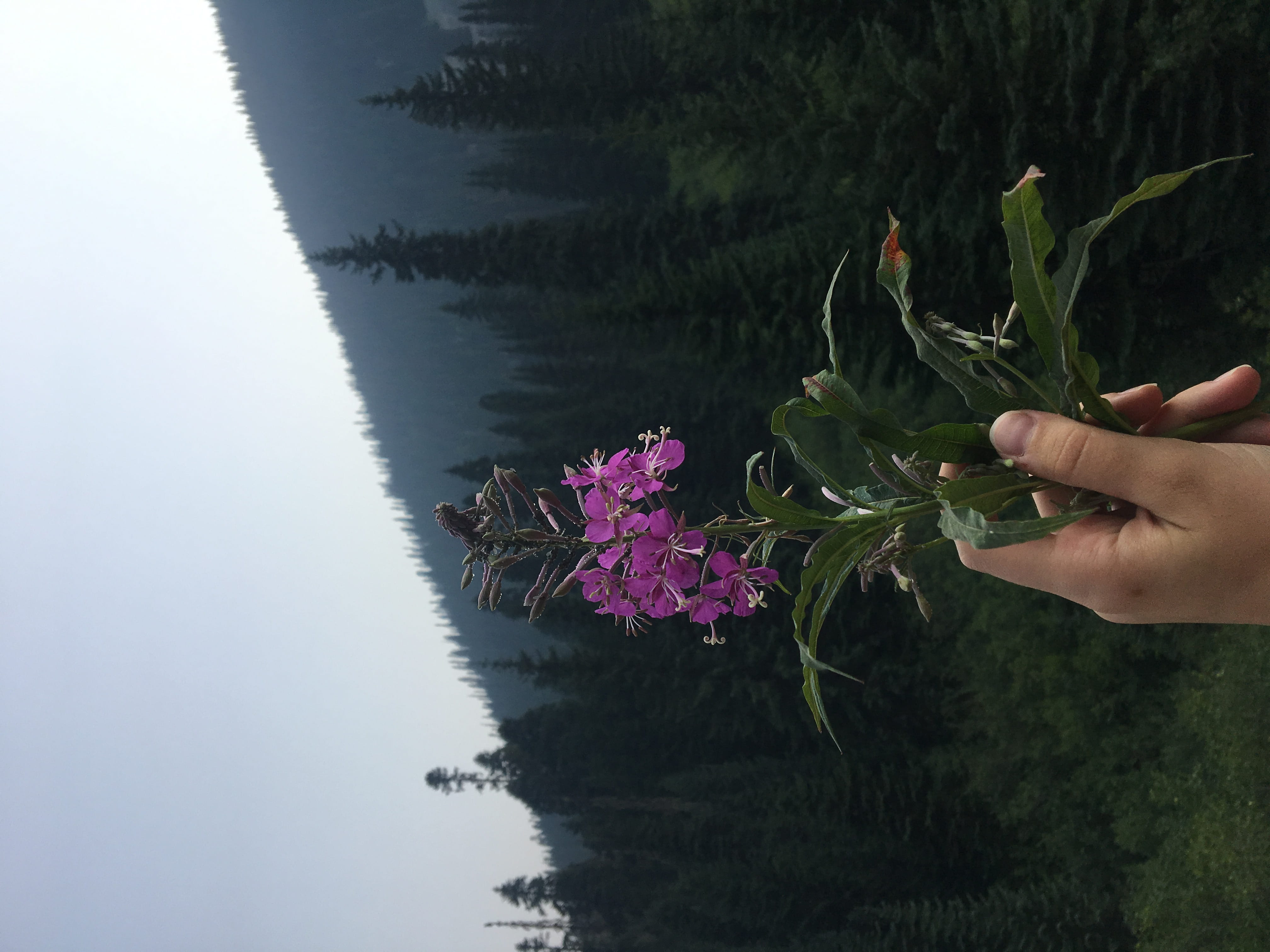 mount currie, holding, real people, lake, body part, human body part, pnw, finger, unrecognizable person, flowering plant, hand, outdoors, human hand, purple, HD Wallpaper