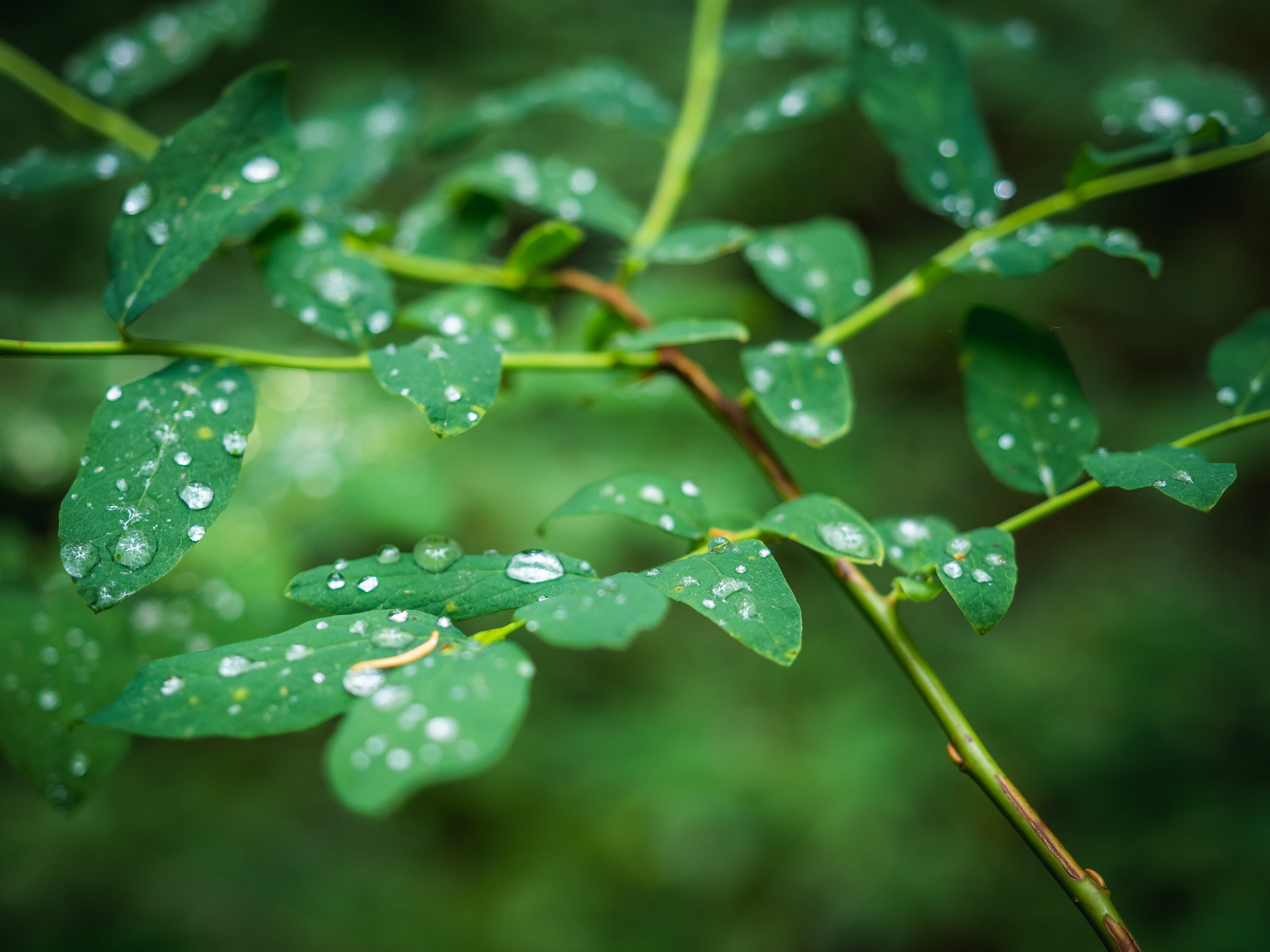 leaf, no people, plant part, outdoors, rainy season, forest, leaves, leefs, close-up, plant, focus on foreground, drop, water, beauty in nature, dew, 4K, HD Wallpaper