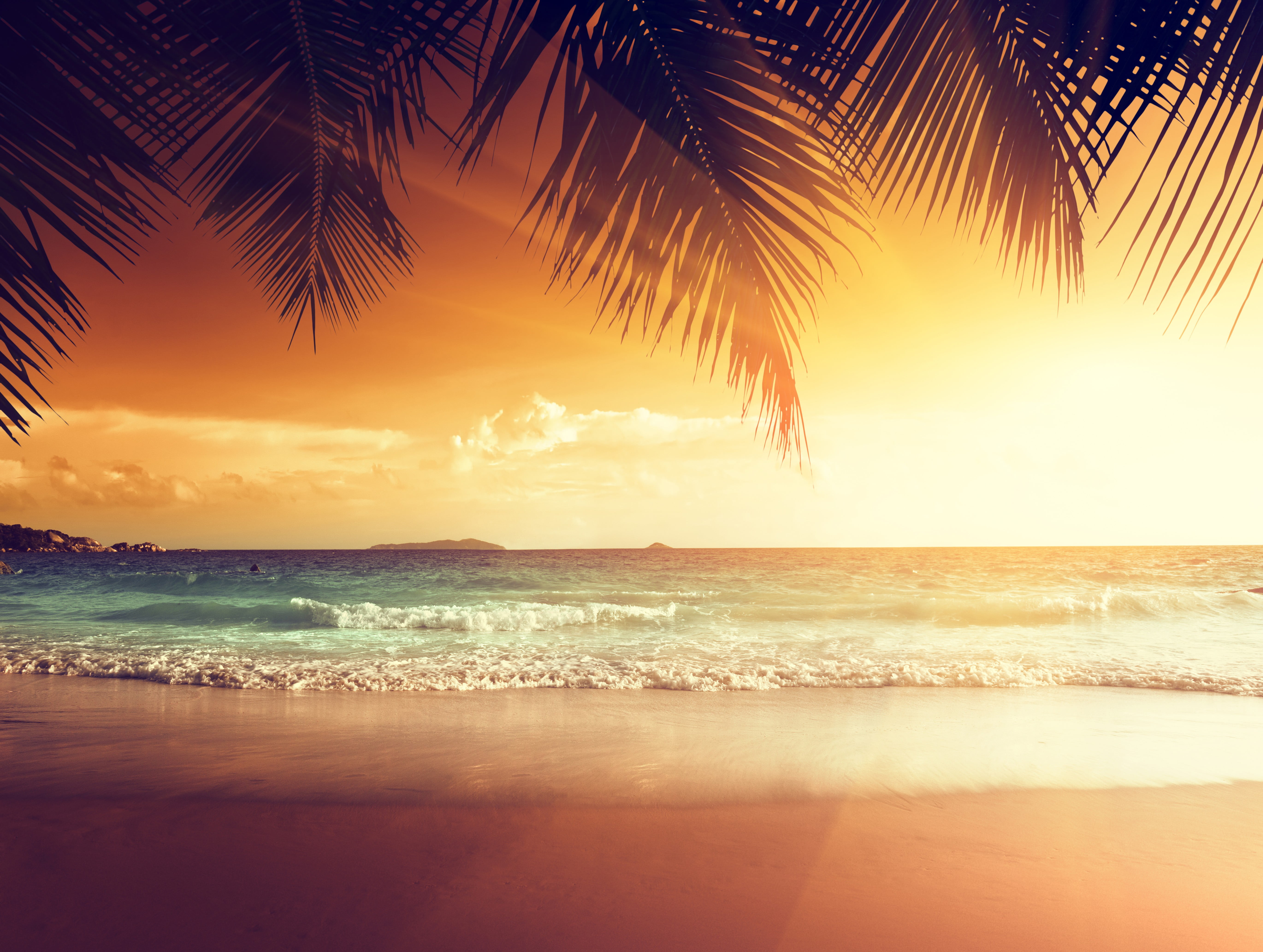 no people, beauty in nature, water, palm leaf, Sun, sea, tranquility, 5K, beach, horizon over water, outdoors, tropical, sky, nature, palm tree, HD Wallpaper