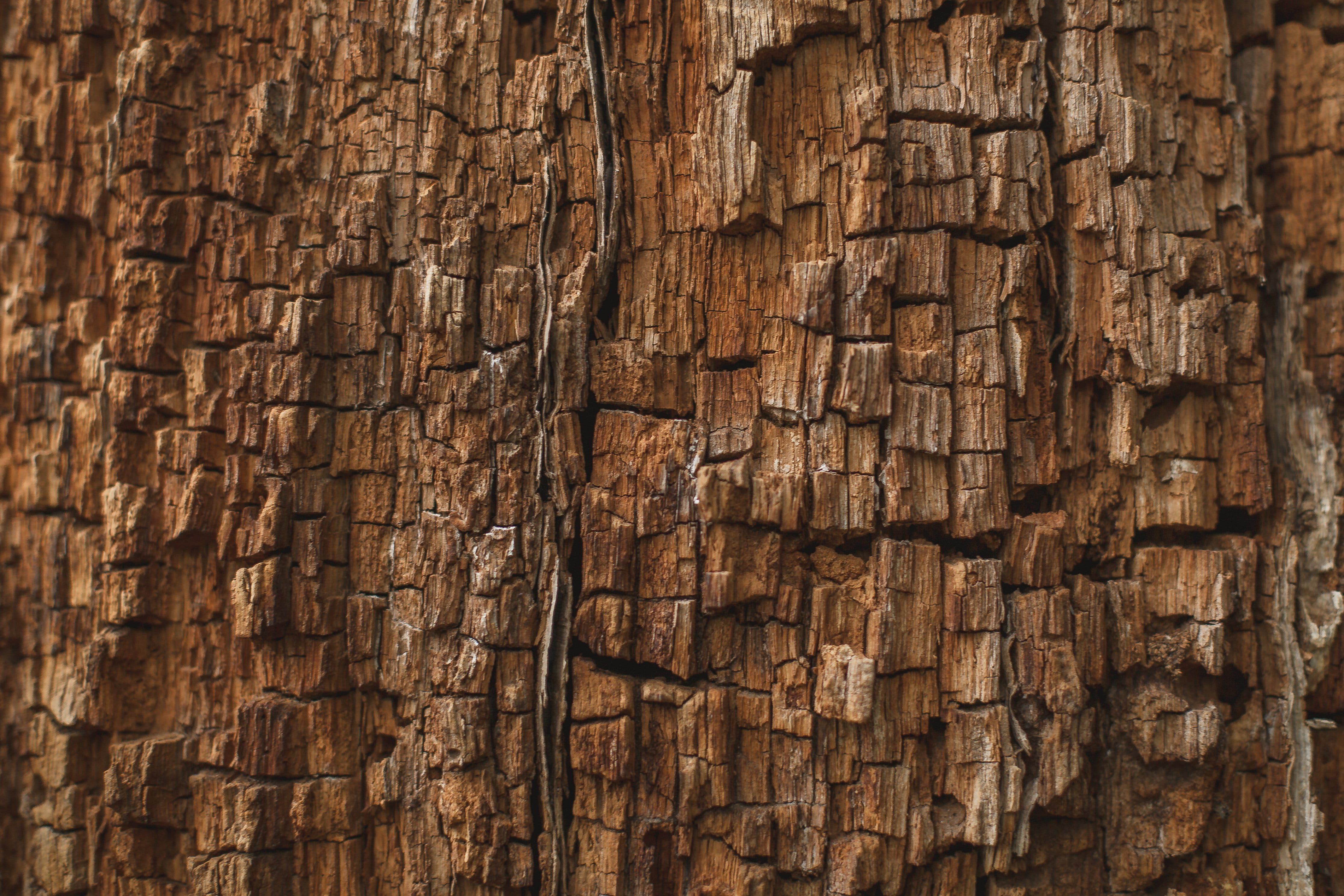 no people, tree, Textures, texture, brown, wood grain, old, 4K, rotting, textured effect, natural pattern, plank, wood - material, pattern, textured, tree trunk, HD Wallpaper