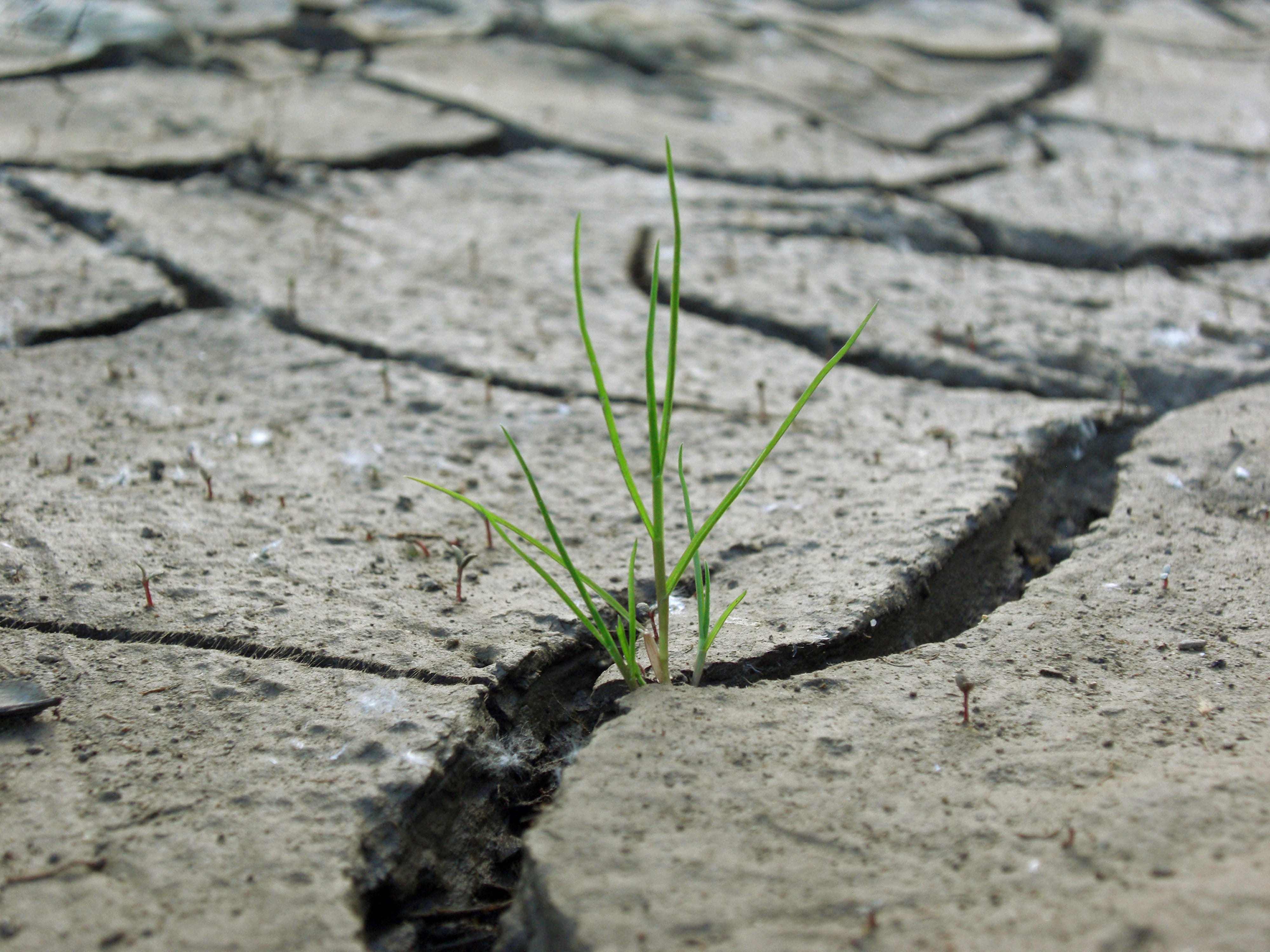 shadow, day, climate, close-up, 4K, arid climate, plant, dried, Grass, high angle view, selective focus, new life, cracked, land, cracks, green color, HD Wallpaper