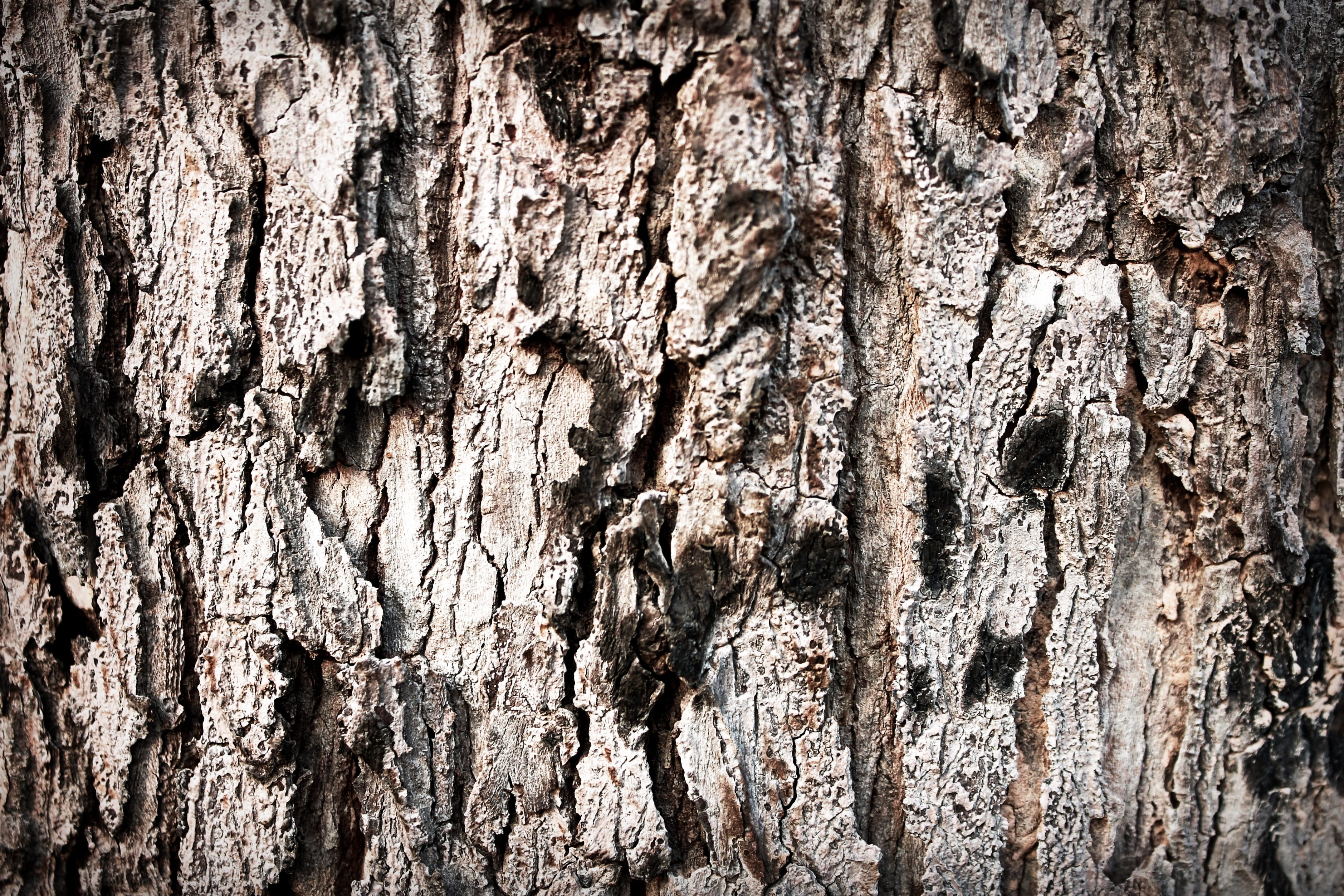 no people, textured, background, trunk, brake, Soil, ecology, full frame, textured effect, weathered, plant, nature, cracked, Split, Crack, tree trunk, HD Wallpaper