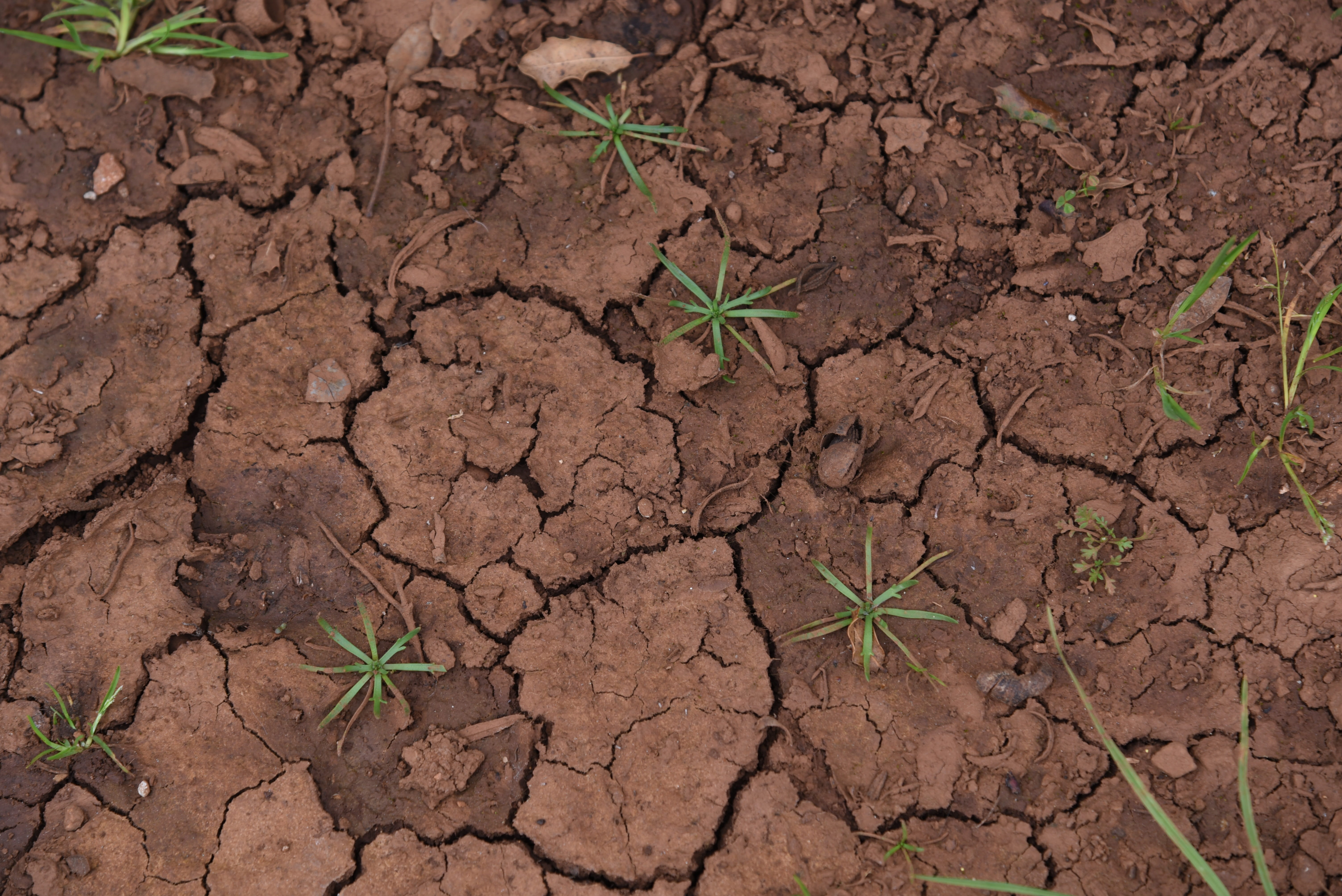 ground, creation, scenics - nature, day, plant, 5K, brown, cracks, growth, nature, mud, arid climate, dry, clay, baby plants, outdoors, leaf, texture, HD Wallpaper
