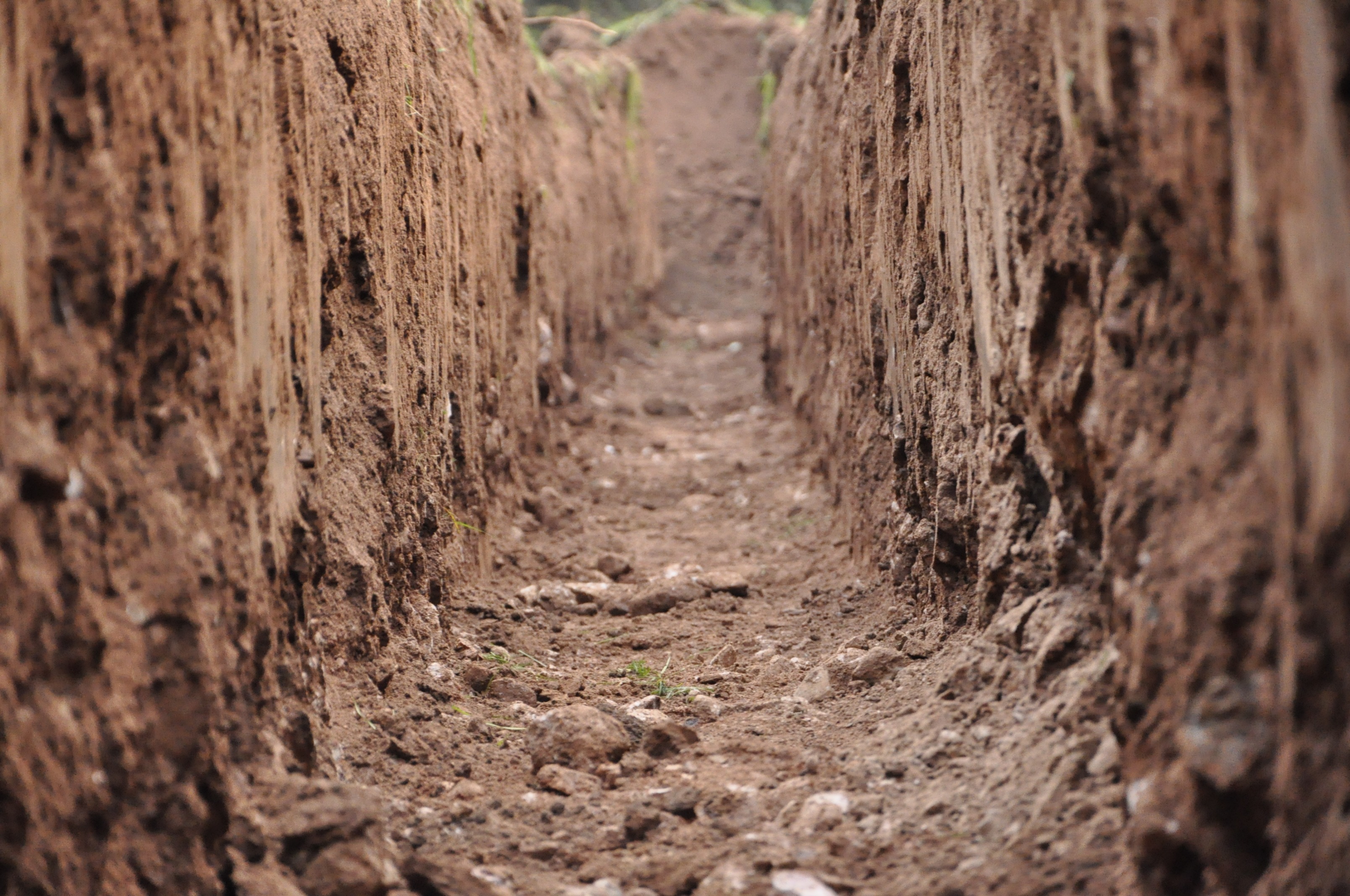 clay, the way forward, cultivation, trunk, forest, selective focus, direction, tranquility, footpath, dirt road, dirt, earth, tree trunk, growth, land, HD Wallpaper