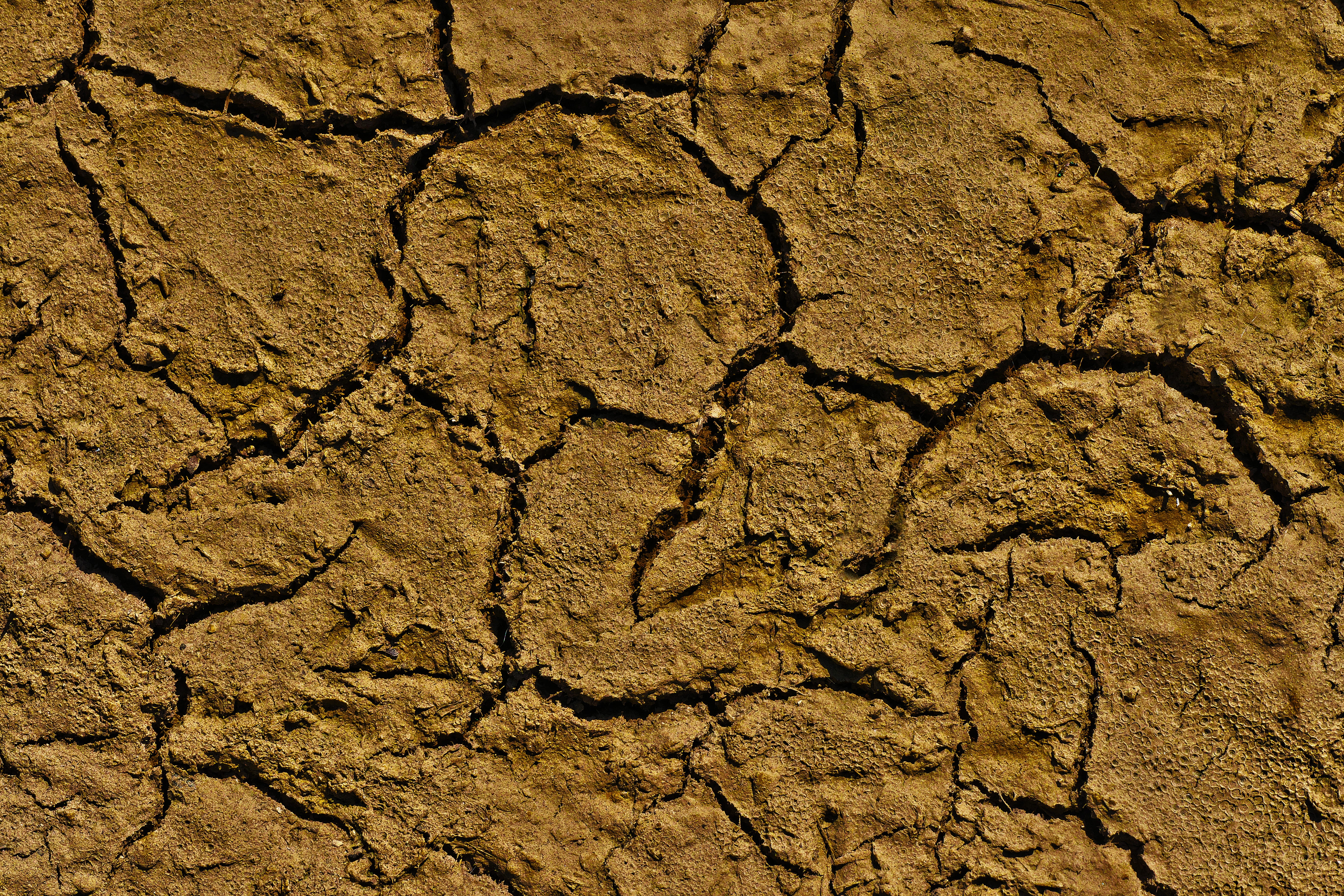 arable land, shriveled from, cracked, extreme terrain, dry, tire, ground, agriculture, texture, dehydrated, cracks, outdoors, arid climate, environment, HD Wallpaper