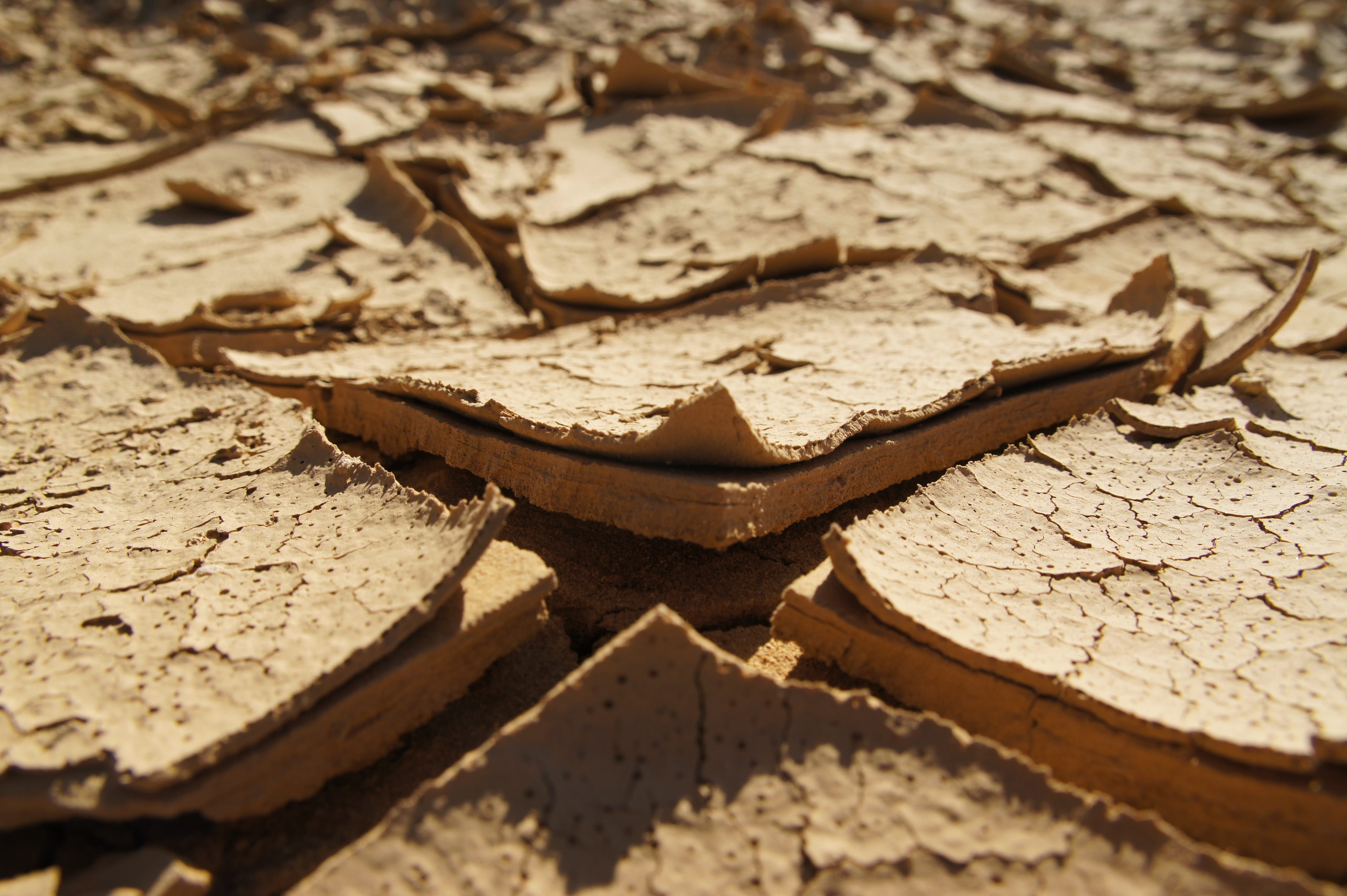 Cracked, reptile, focus on foreground, textured, land, brown, clay, leaf, animal themes, pattern, nature, Dry, animals in the wild, leaves, plant part, HD Wallpaper